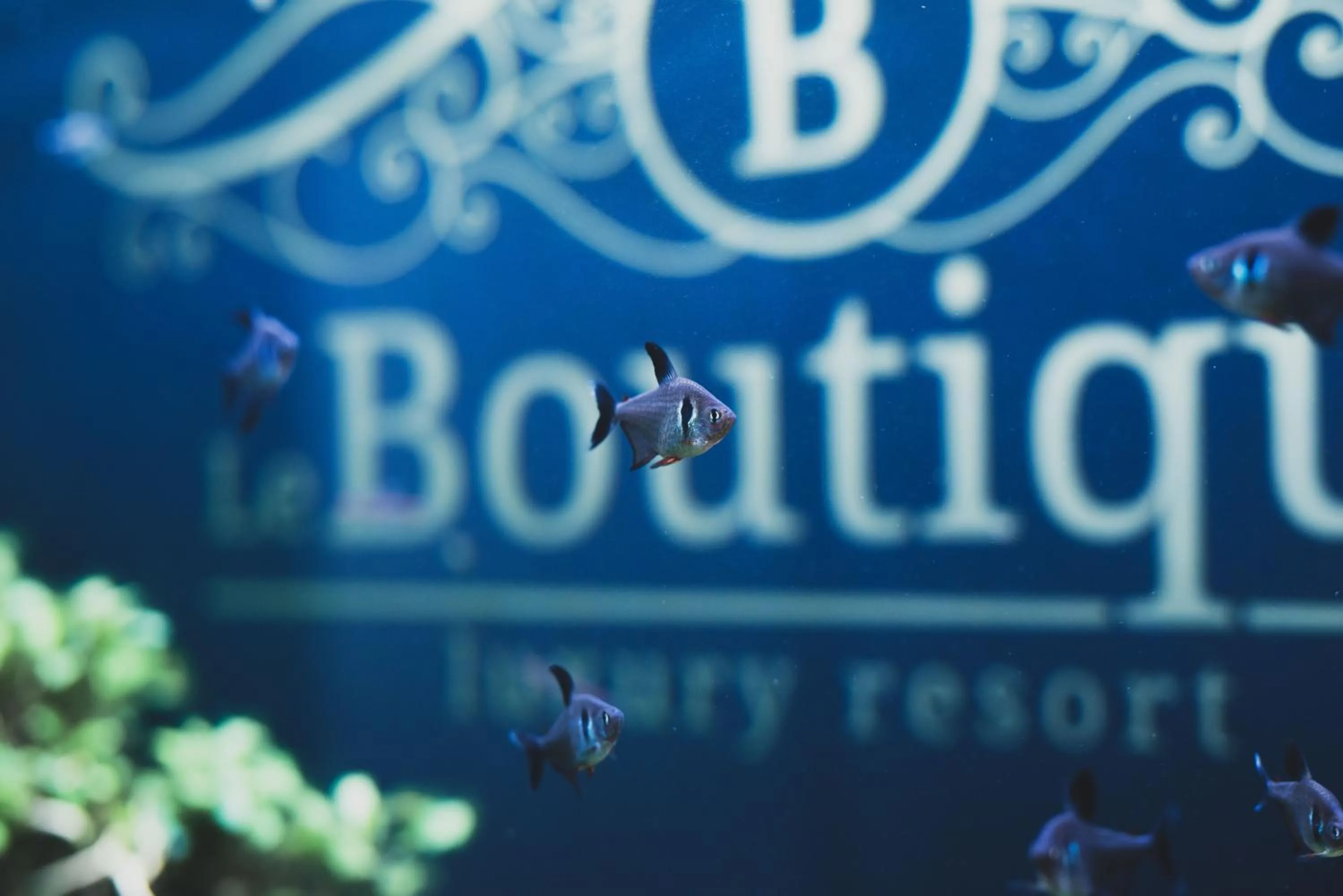 Le Boutique Luxury Rooms diffused in Historic Center