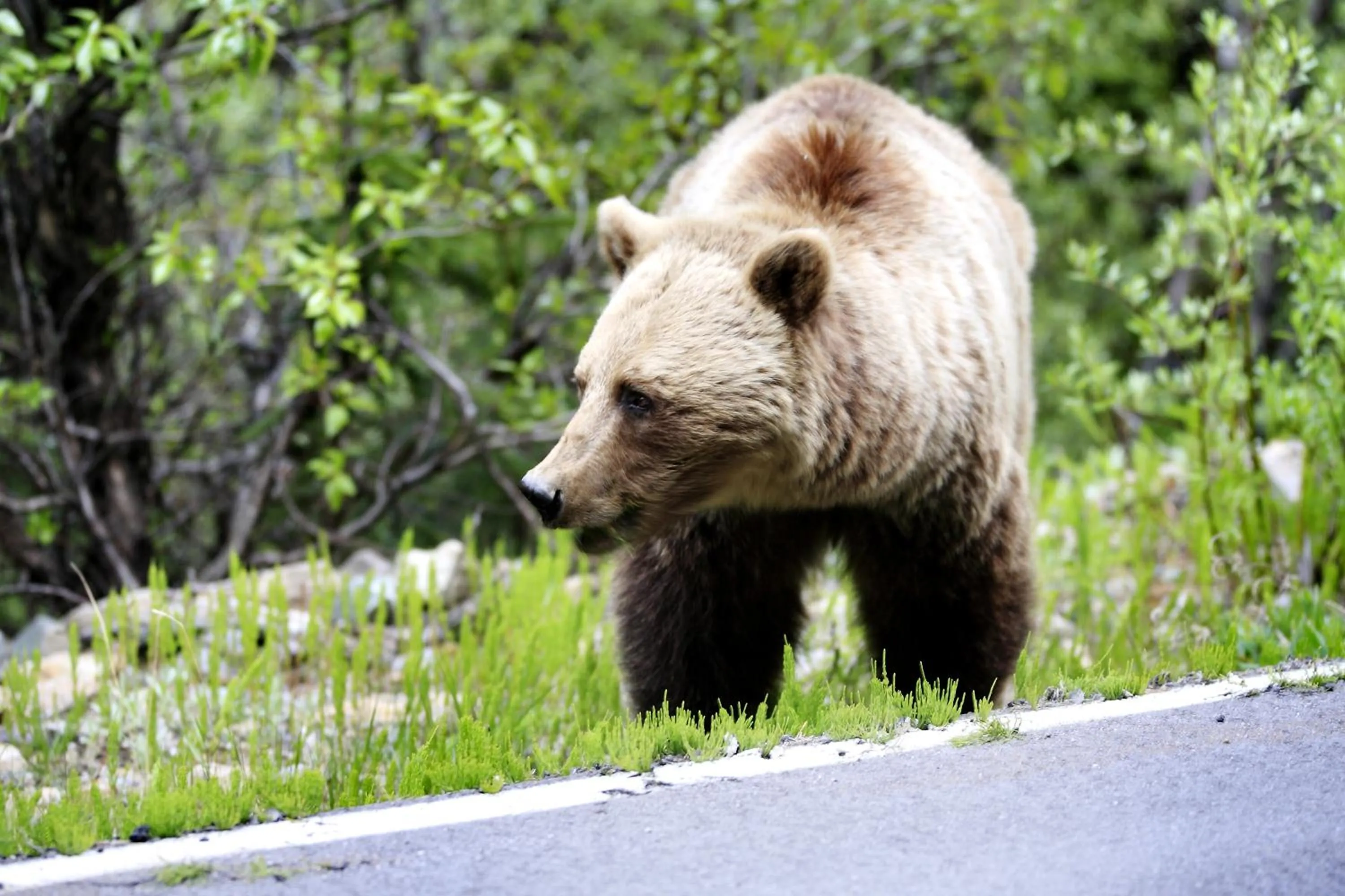Property building in David Thompson Resort