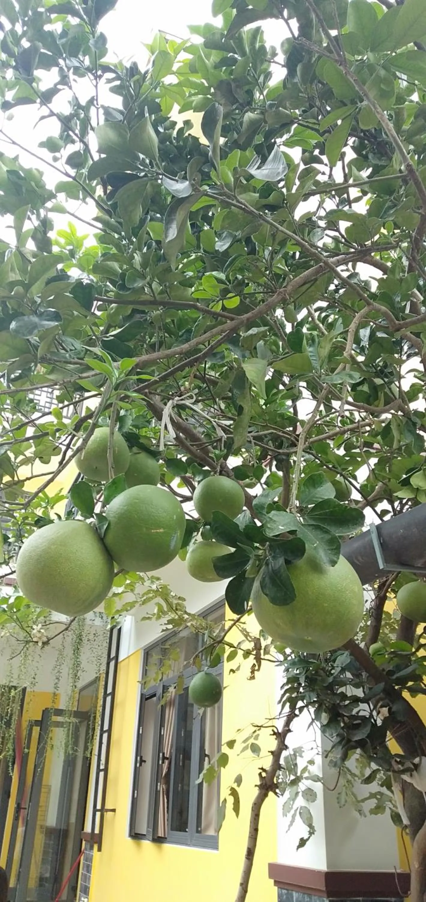 Garden view in Hoi An Town Of Viet House Homestay