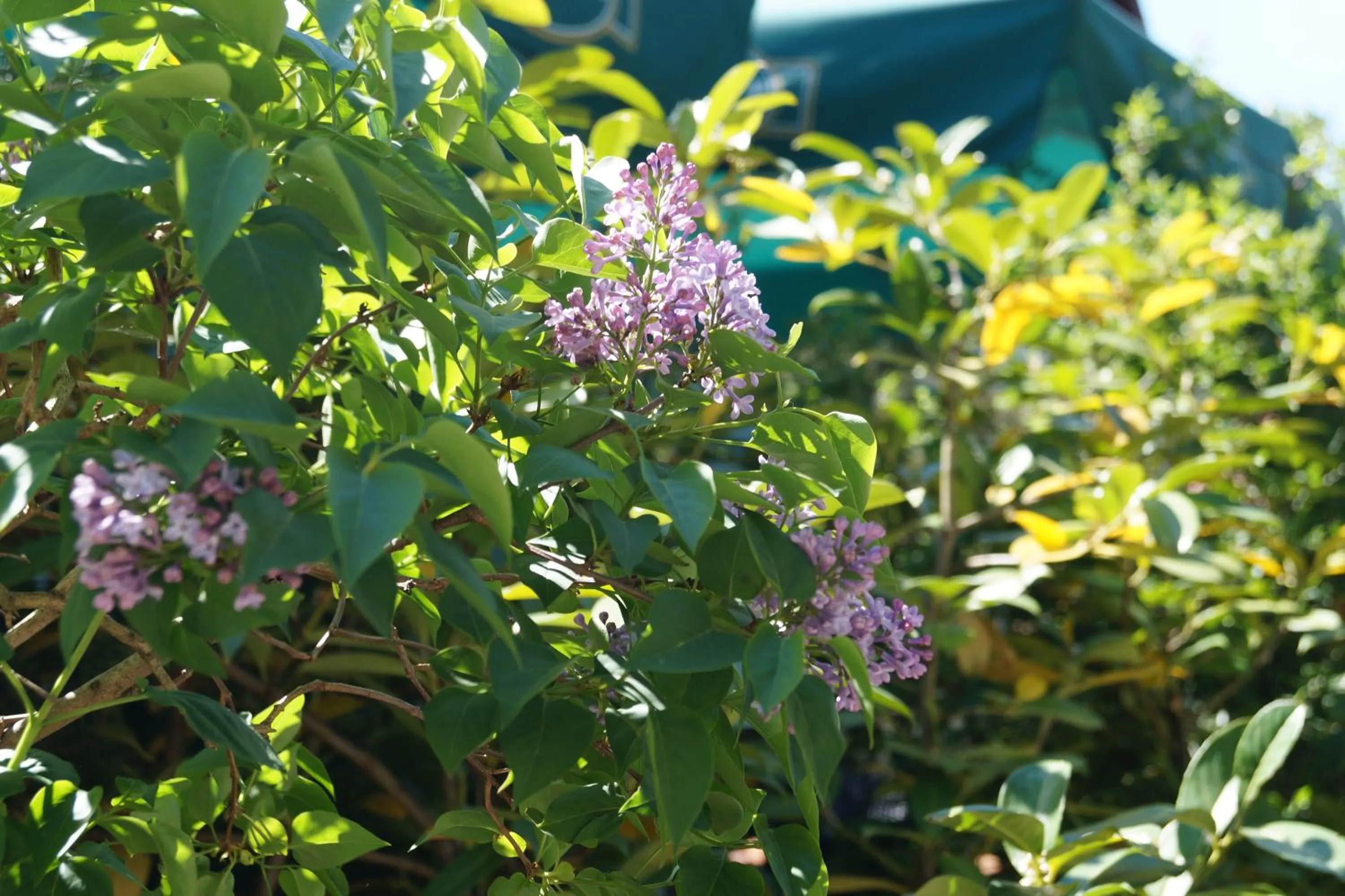 Spring in Hotel Forsthaus St. Hubertus