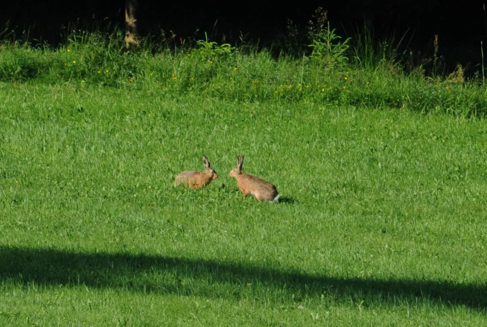 Animals in Hotel Kaltenbach