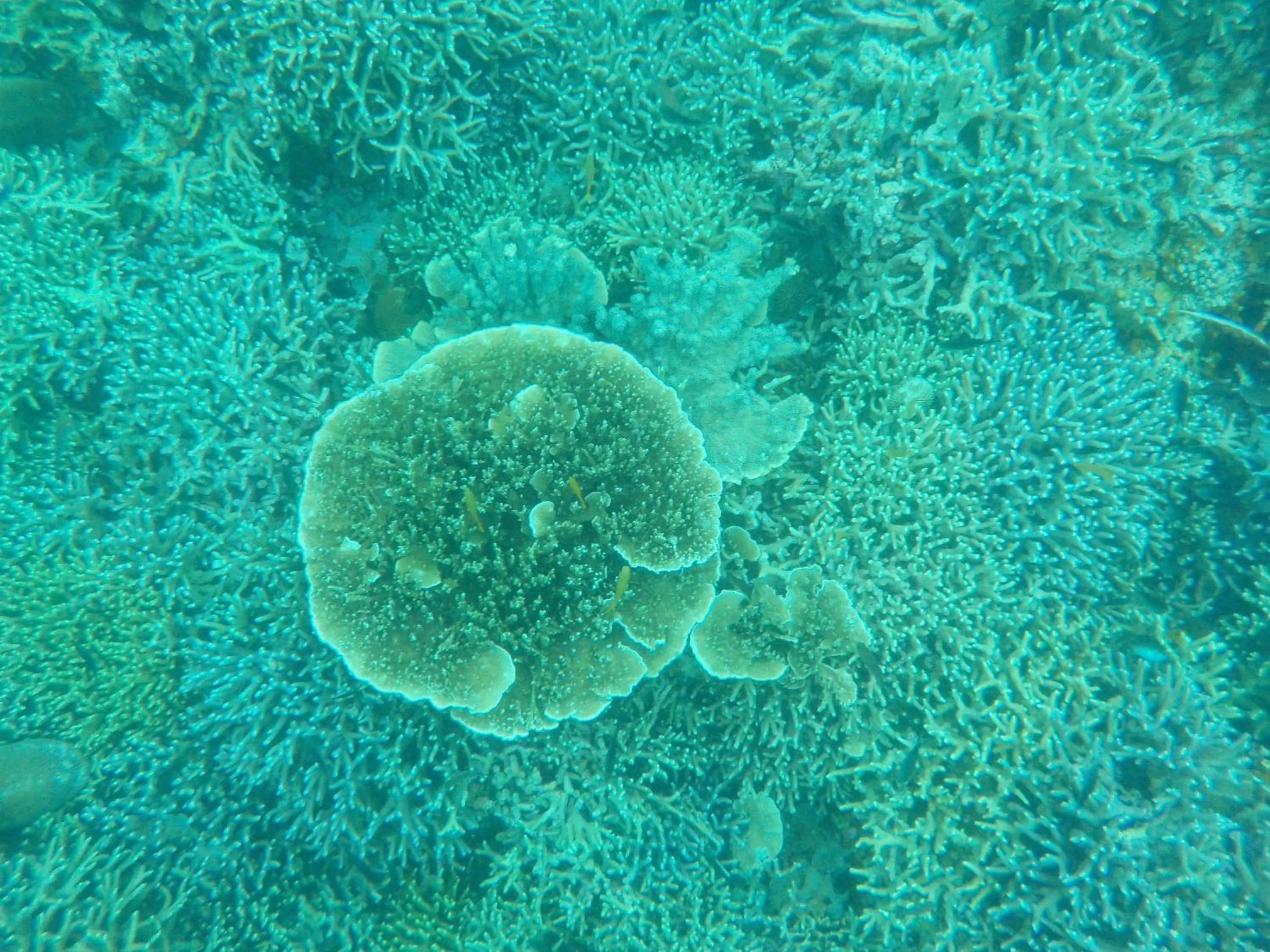 Snorkeling in Sea Turtle House Moalboal