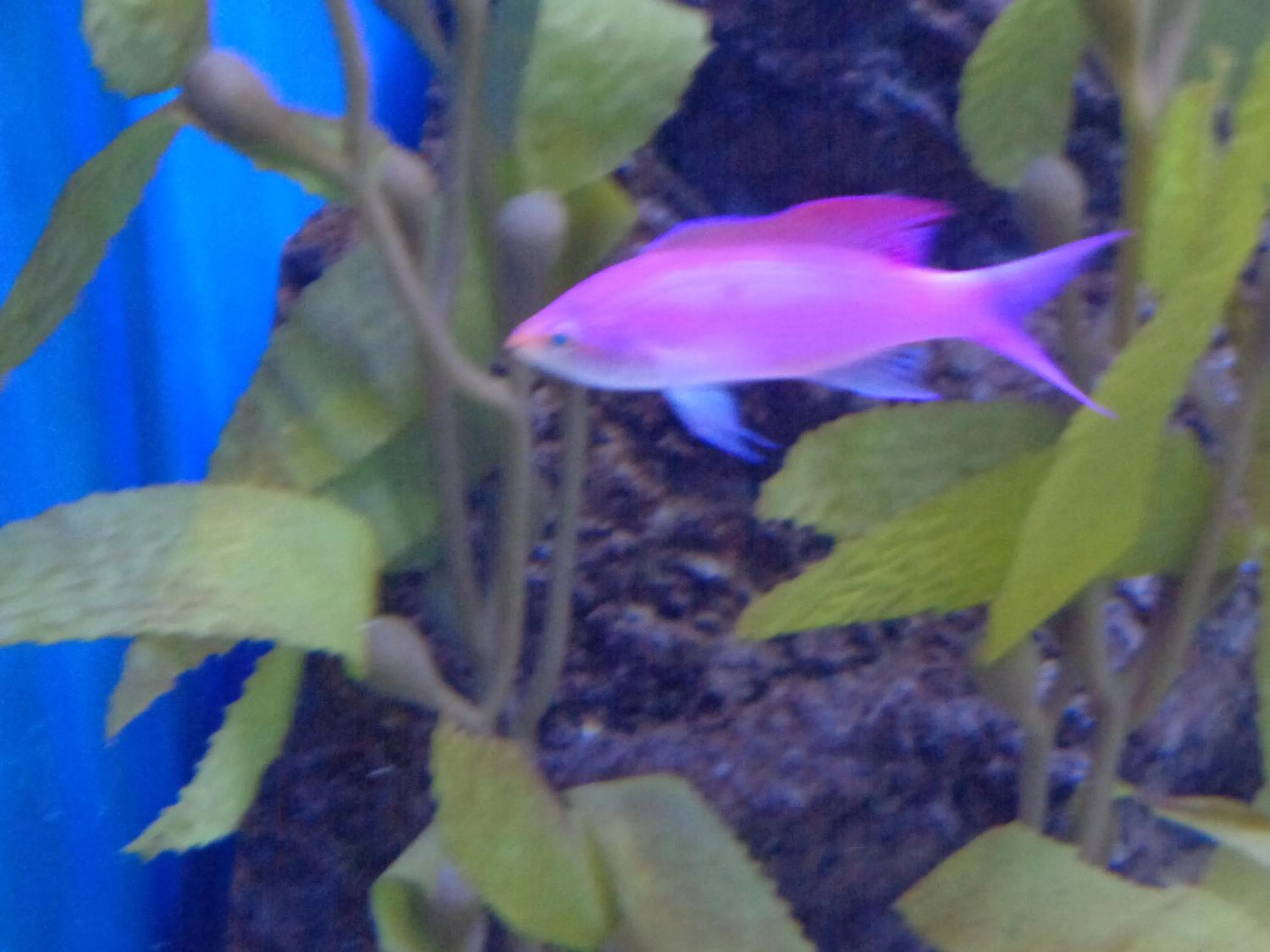 Off site in Sea Turtle House Moalboal