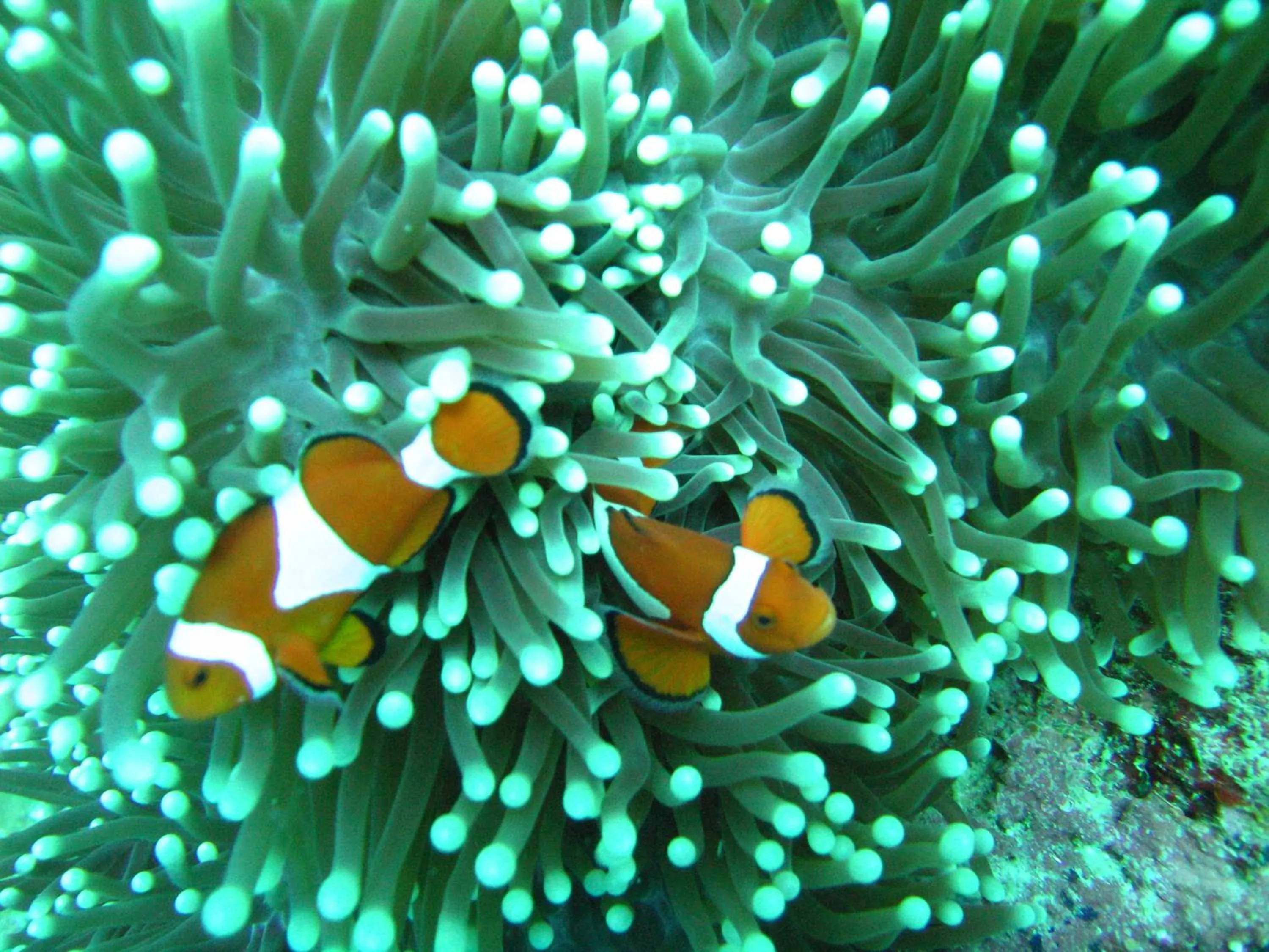 Diving in Sea Turtle House Moalboal