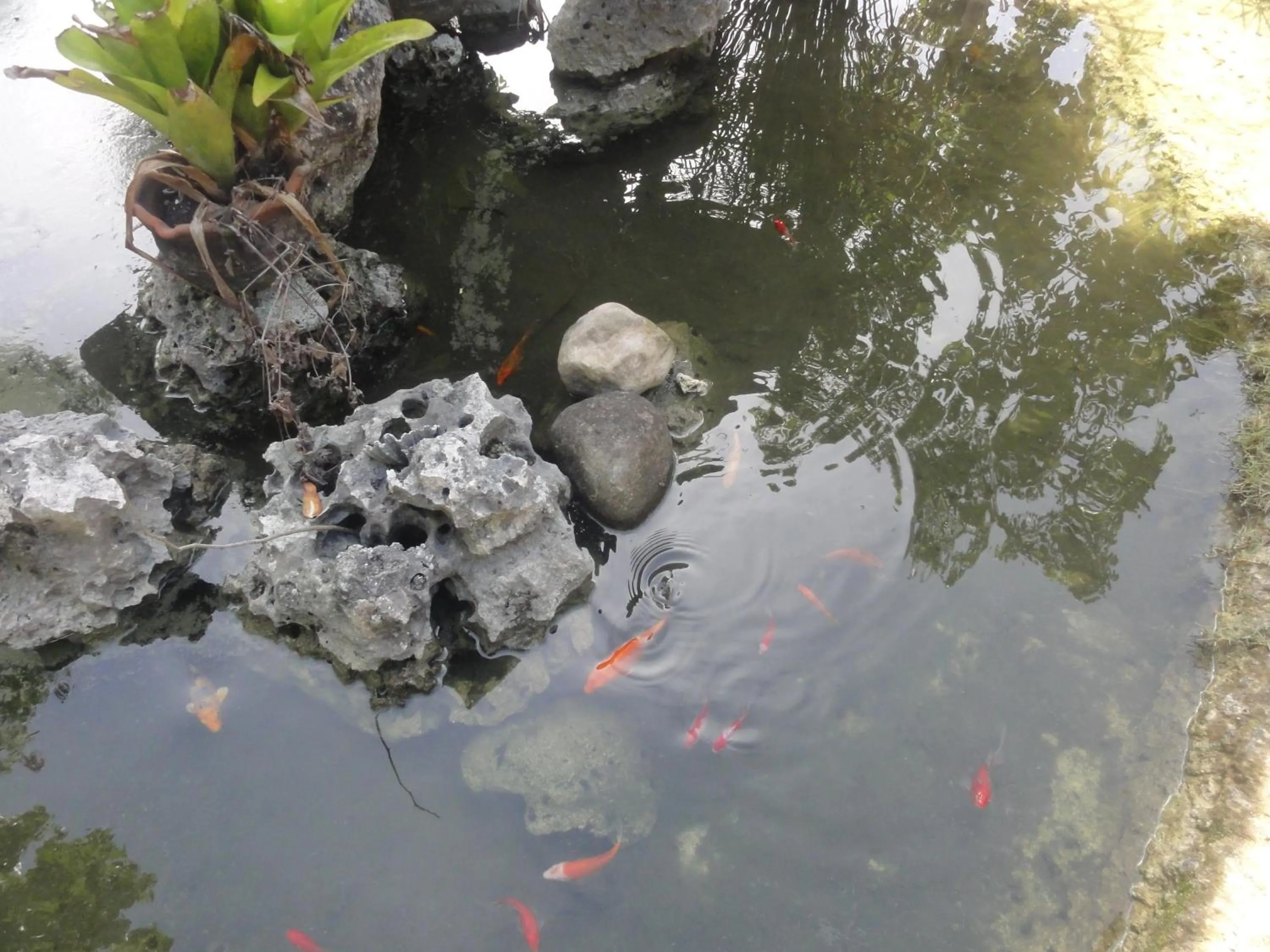 Animals in Sea Turtle House Moalboal
