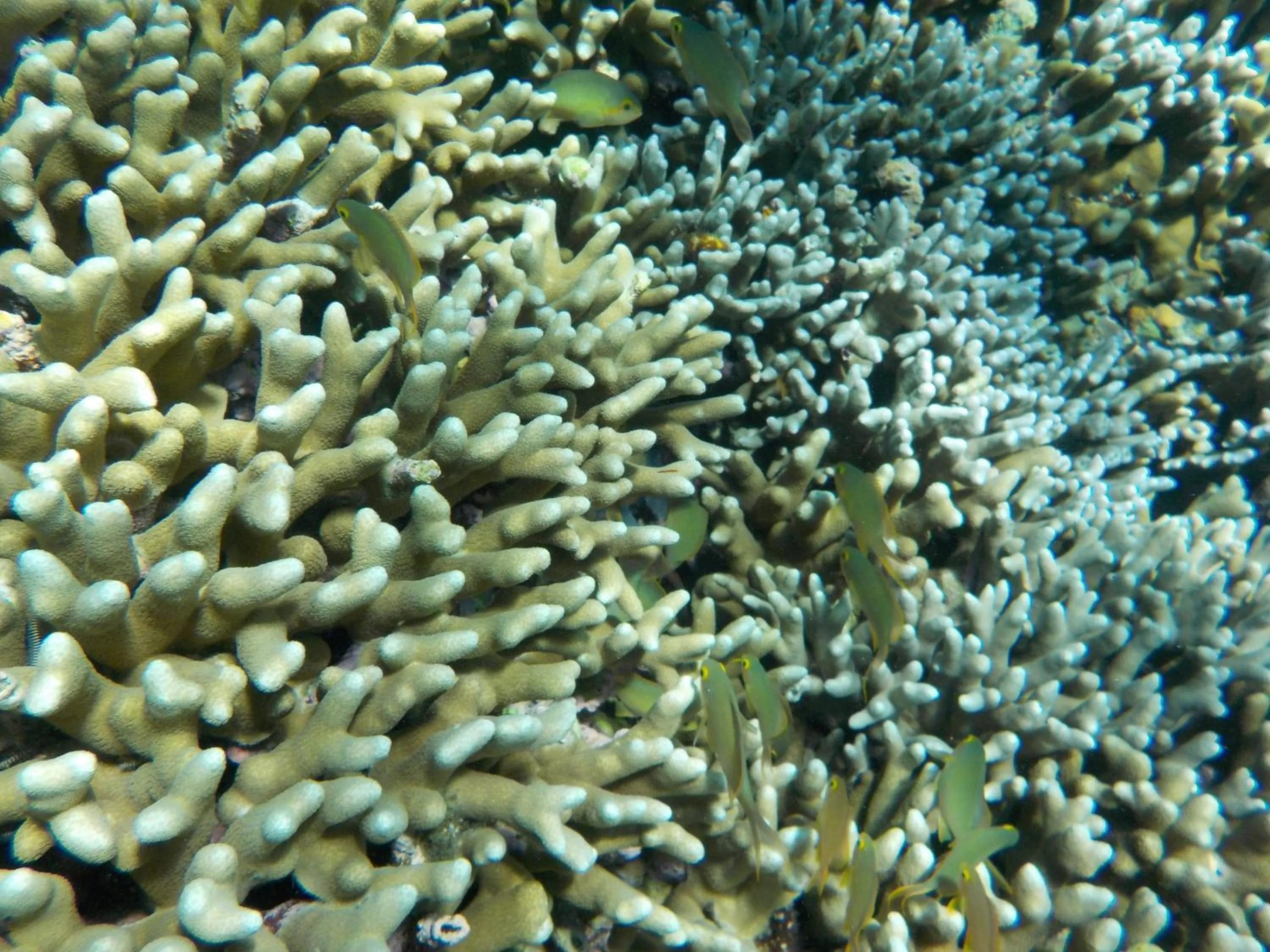 Snorkeling in Sea Turtle House Moalboal