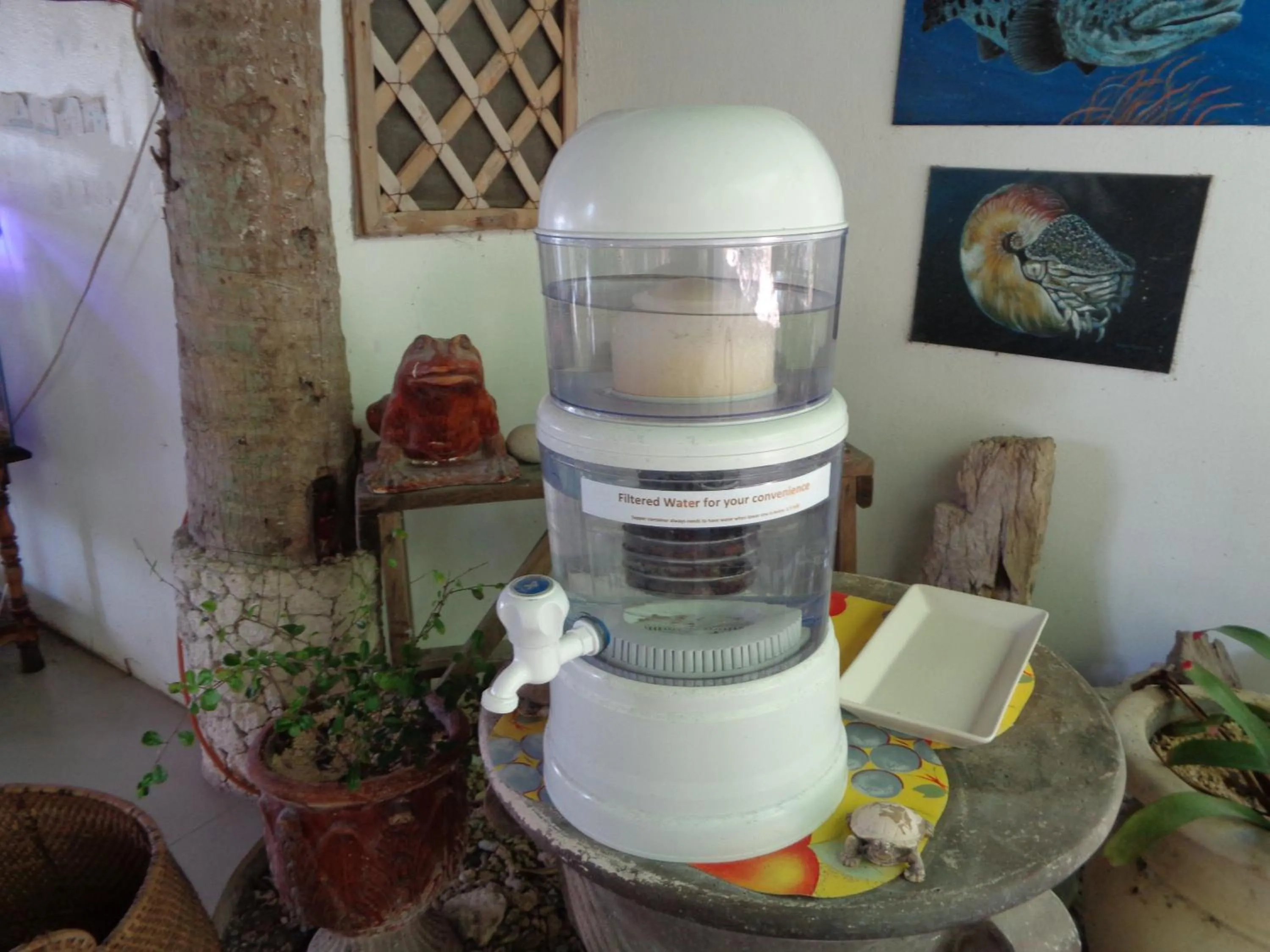 Food and drinks in Sea Turtle House Moalboal