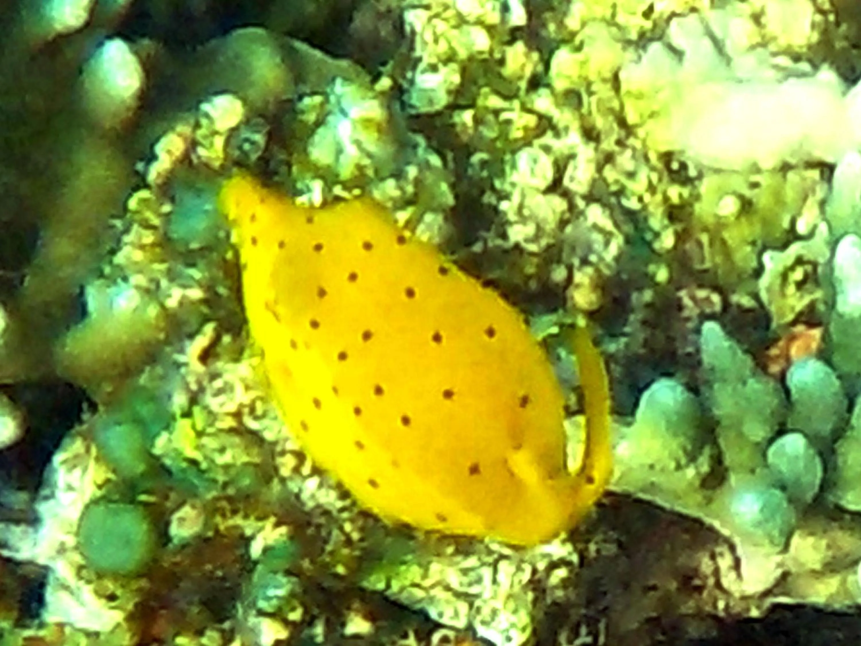 Snorkeling in Sea Turtle House Moalboal