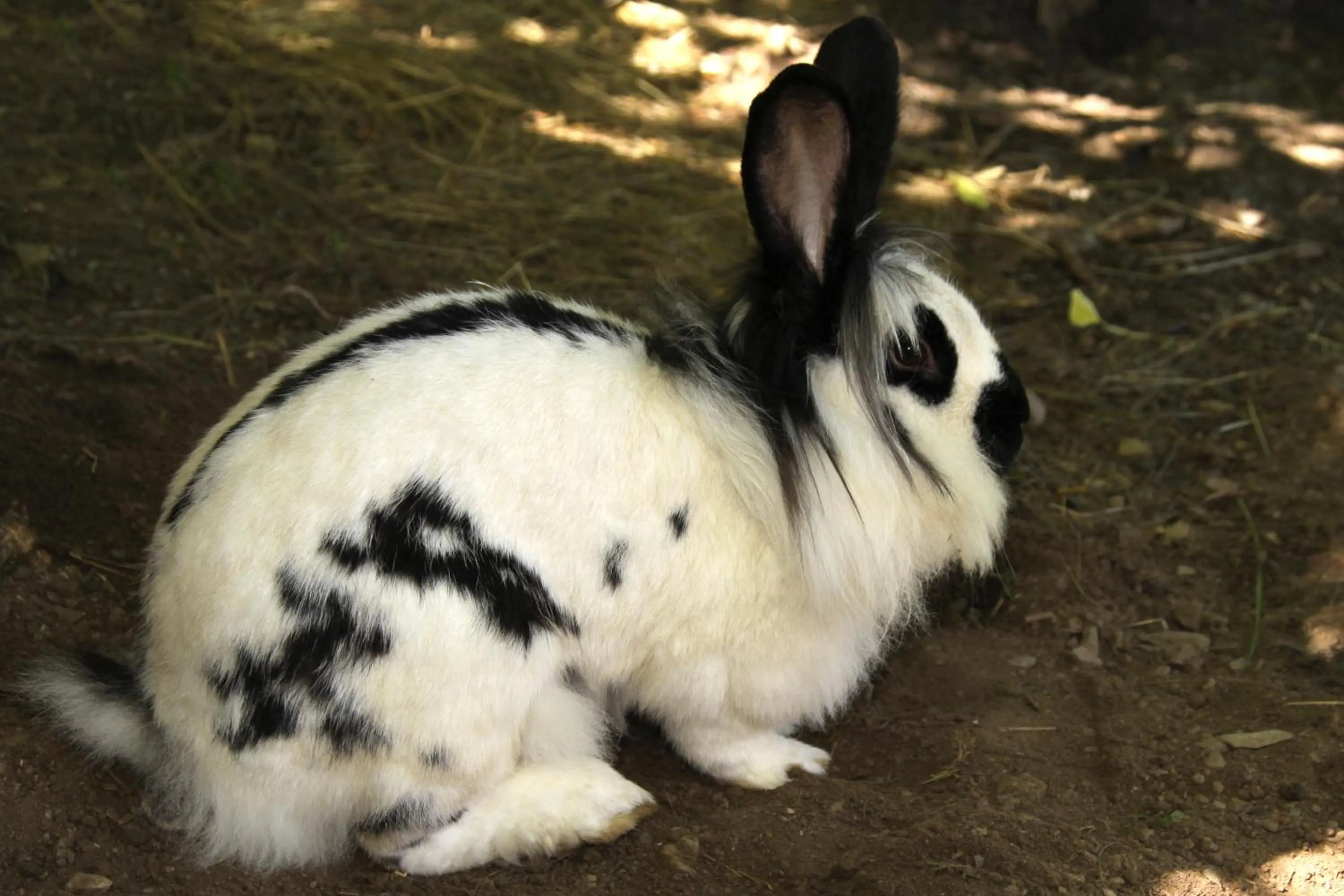 Animals in Rosspointnerhof