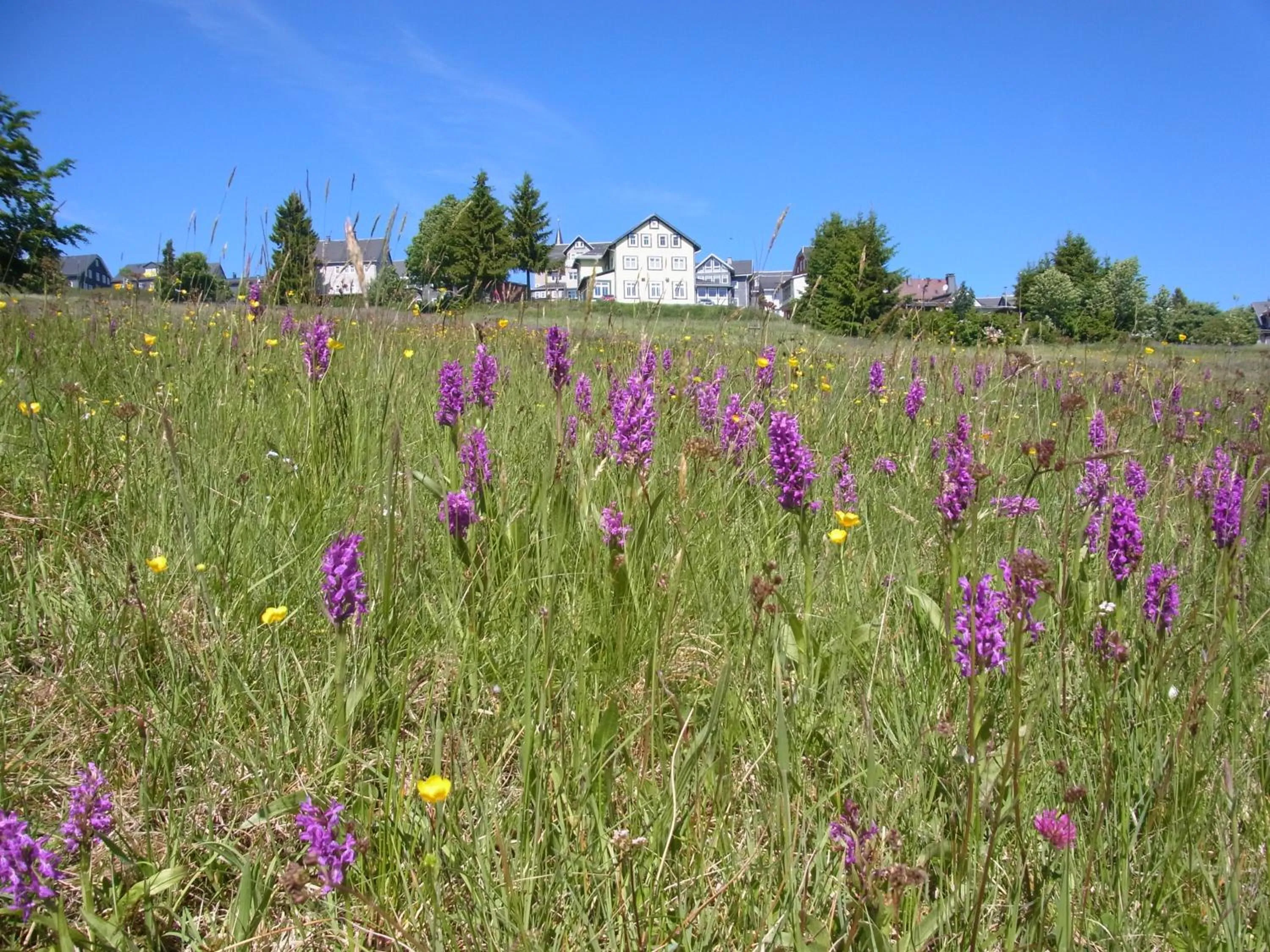 Natural landscape in Hotel Schöne Aussicht