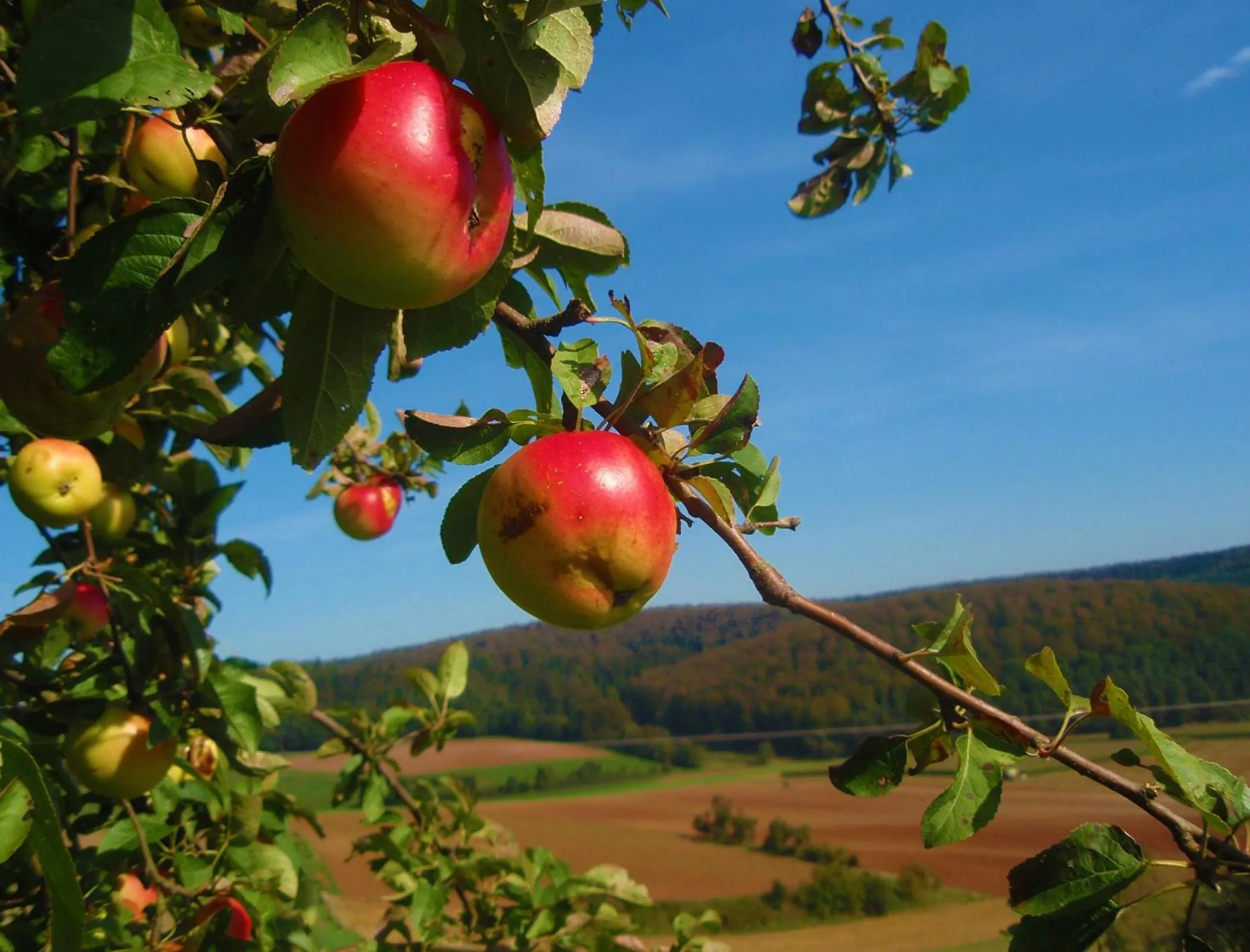Natural landscape in Landhotel Sonneneck - Breuna im Naturpark