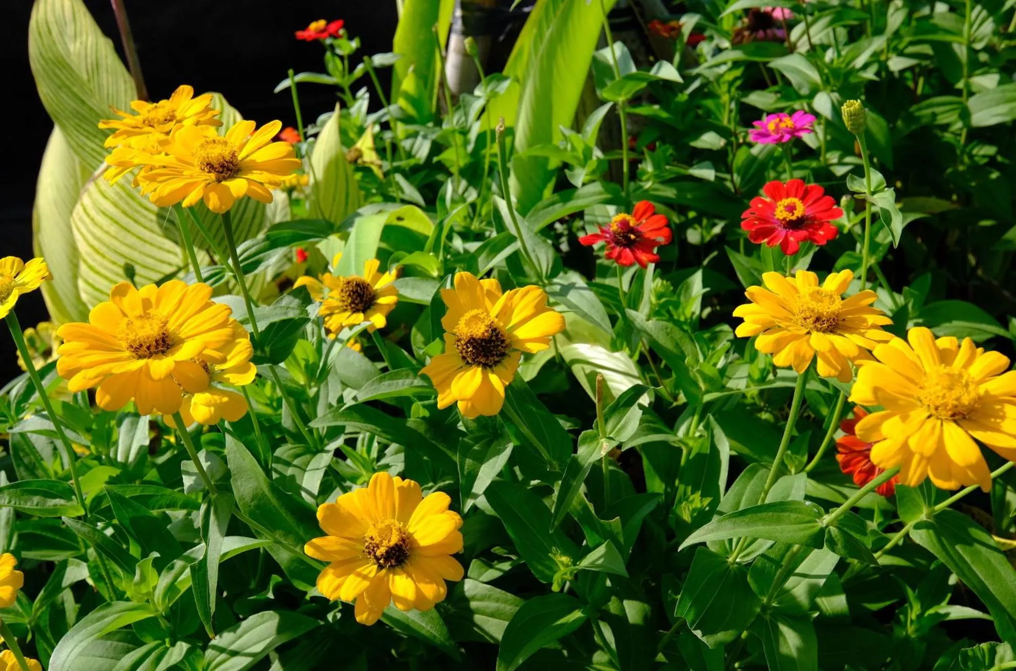 Garden in Wide Sands Beach Retreat