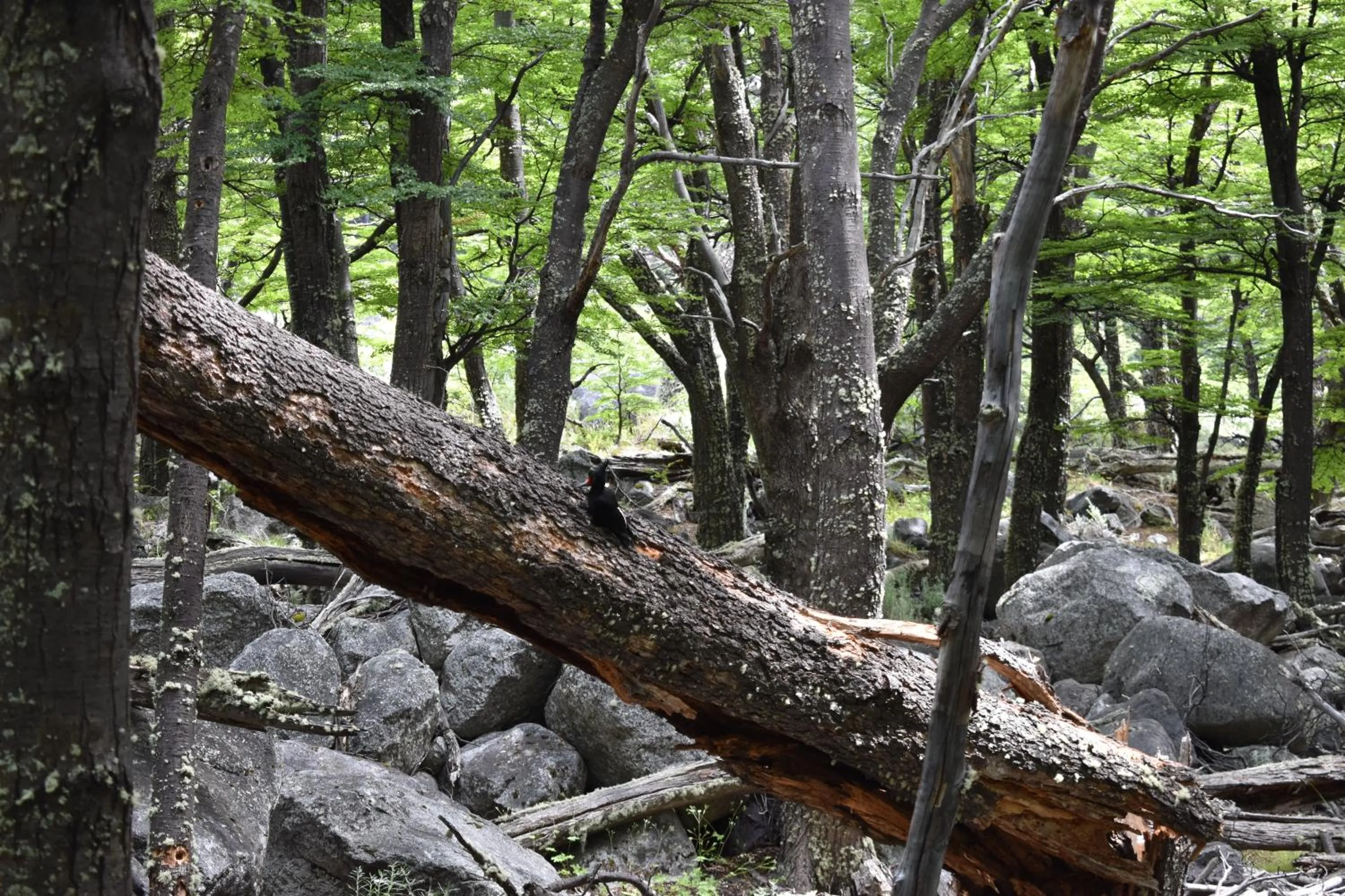 Activities in South B&B El Calafate