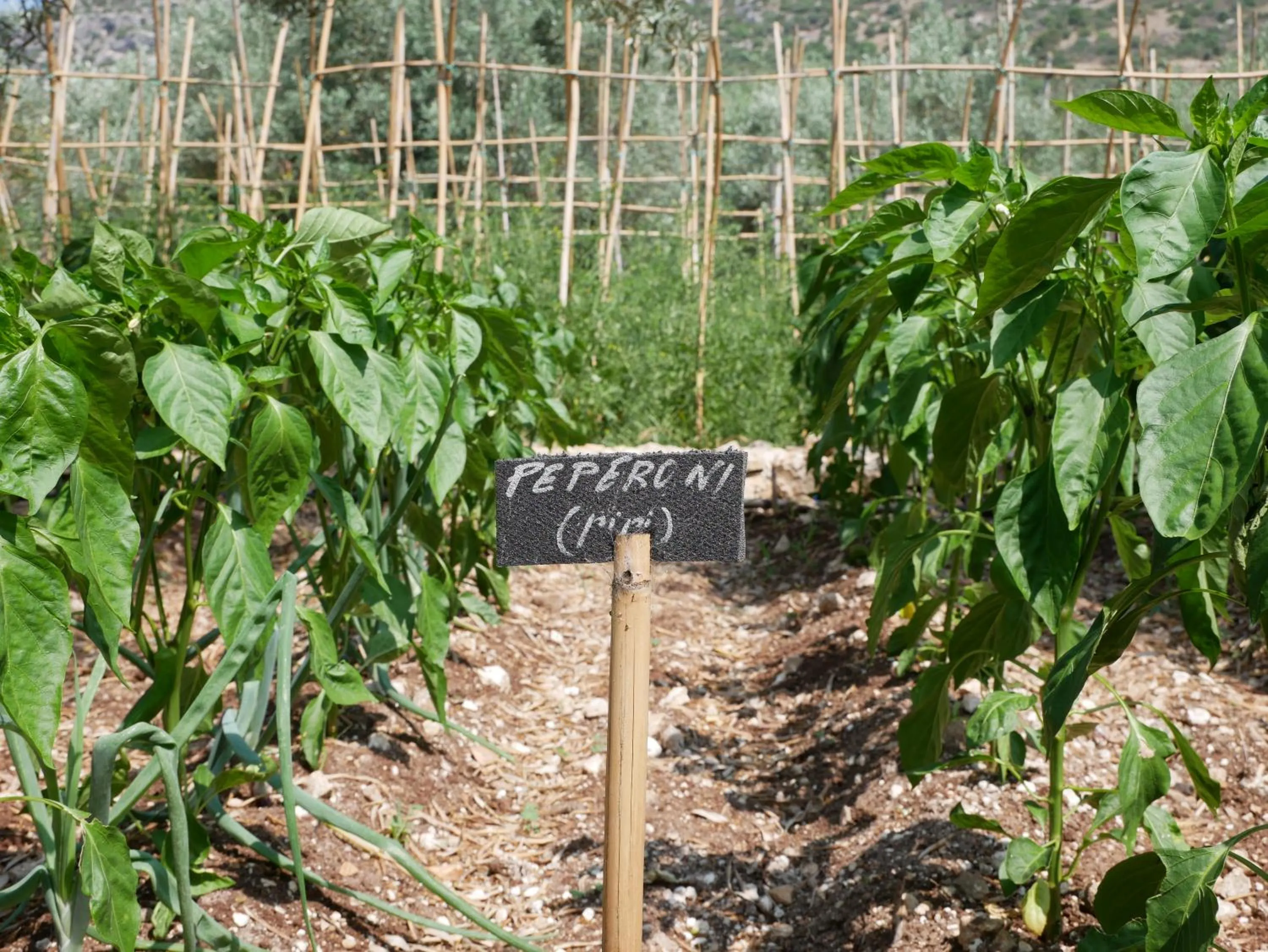 Garden in Pantalica Ranch Agriturismo Siciliano
