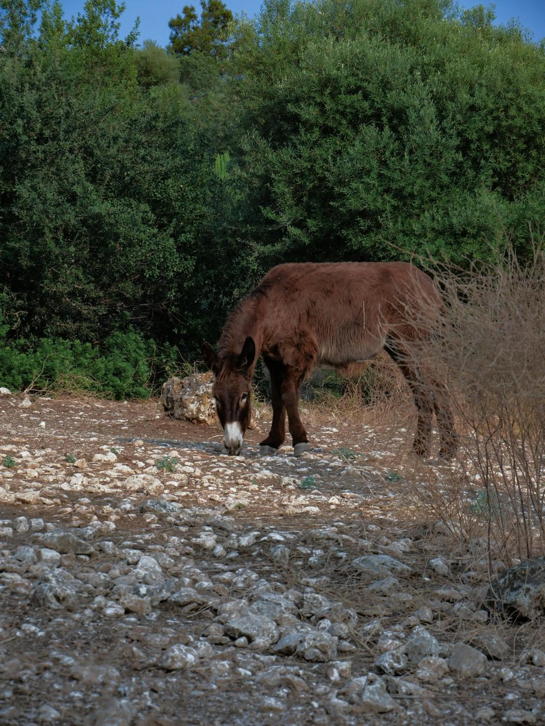 Animals in Pantalica Ranch Agriturismo Siciliano