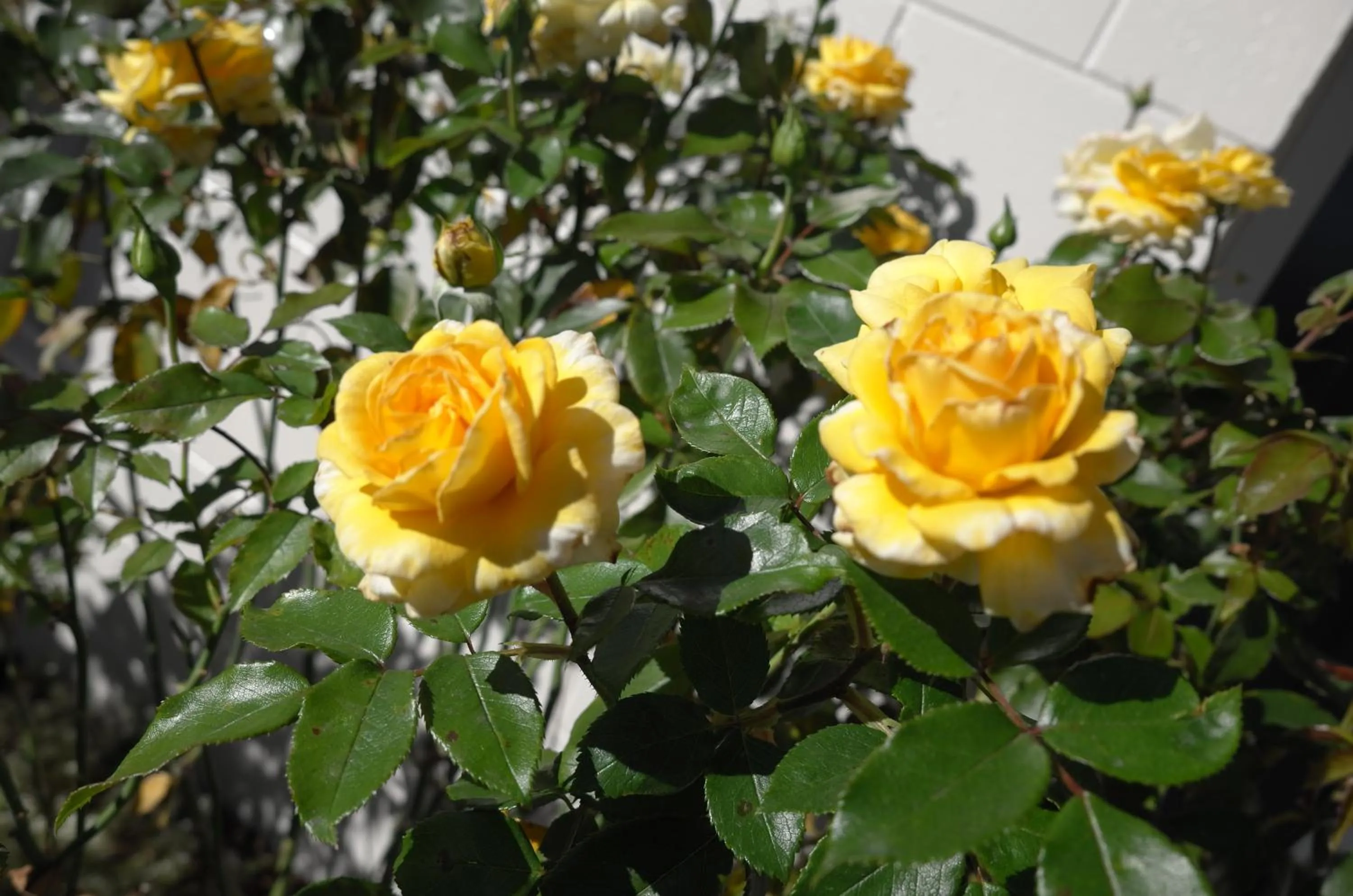 Garden view in Diplomat Motel