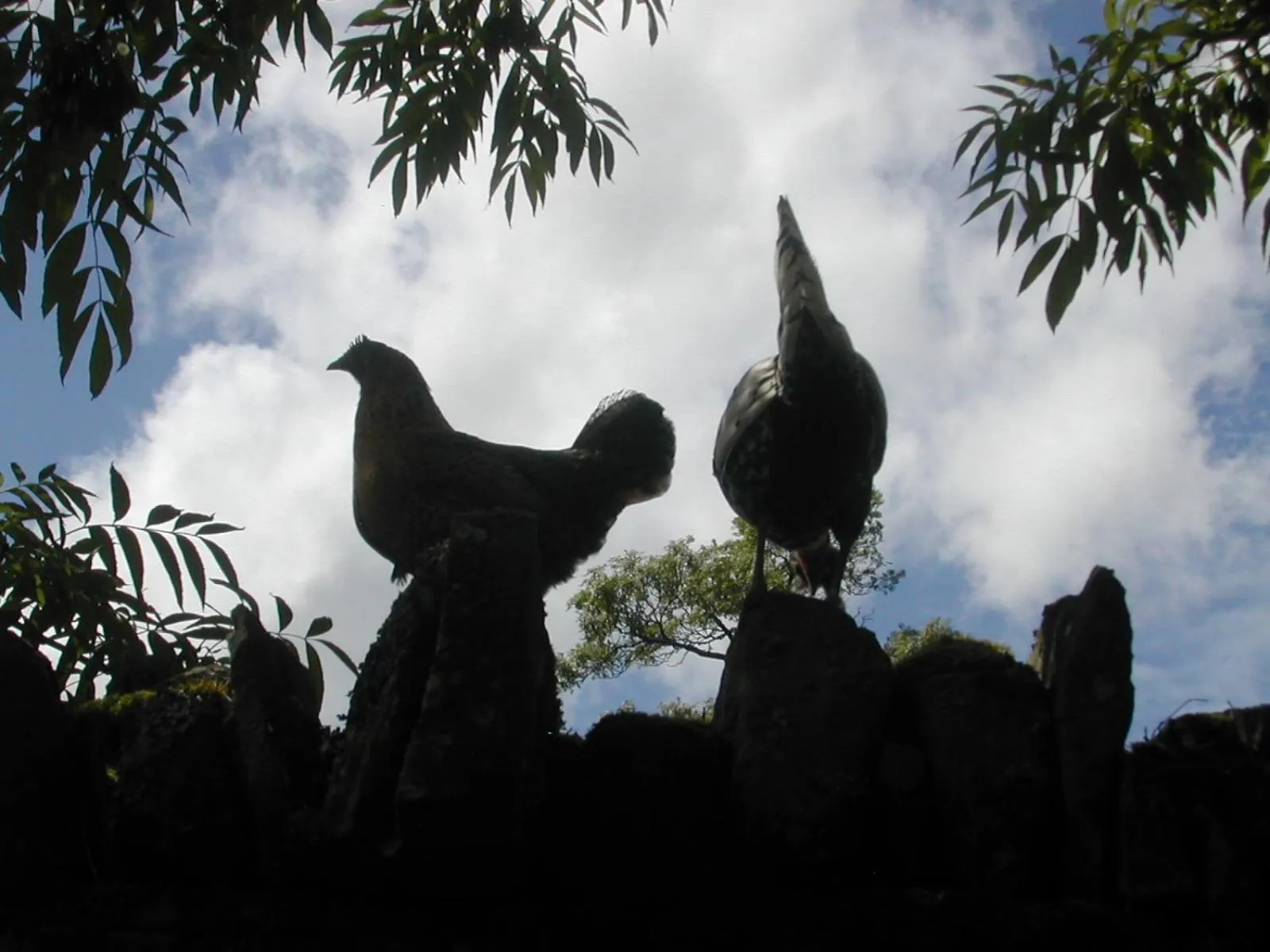 Natural landscape in Alltybrain Farm Cottages