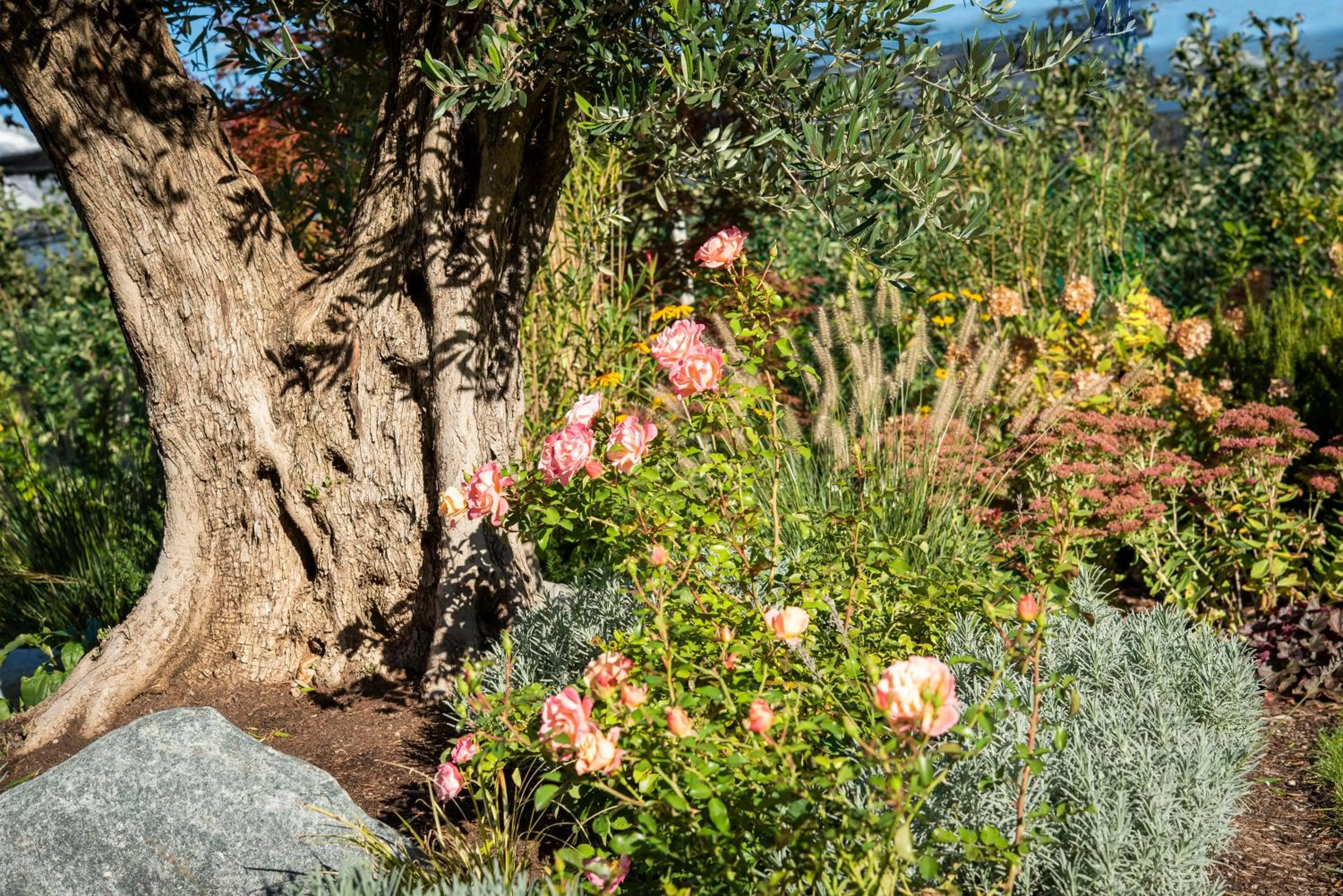 Garden in Apartments ANNY