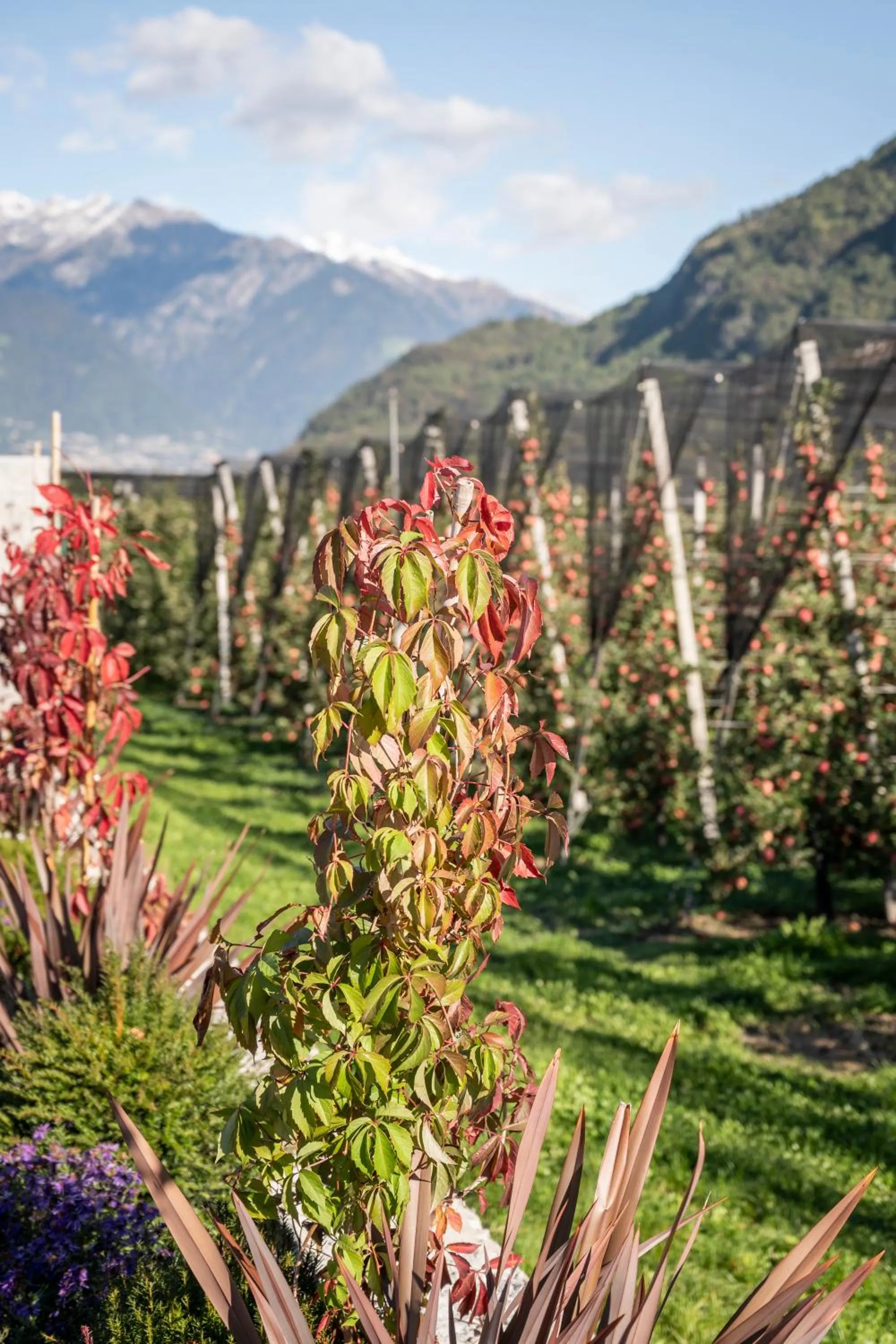 Garden in Apartments ANNY