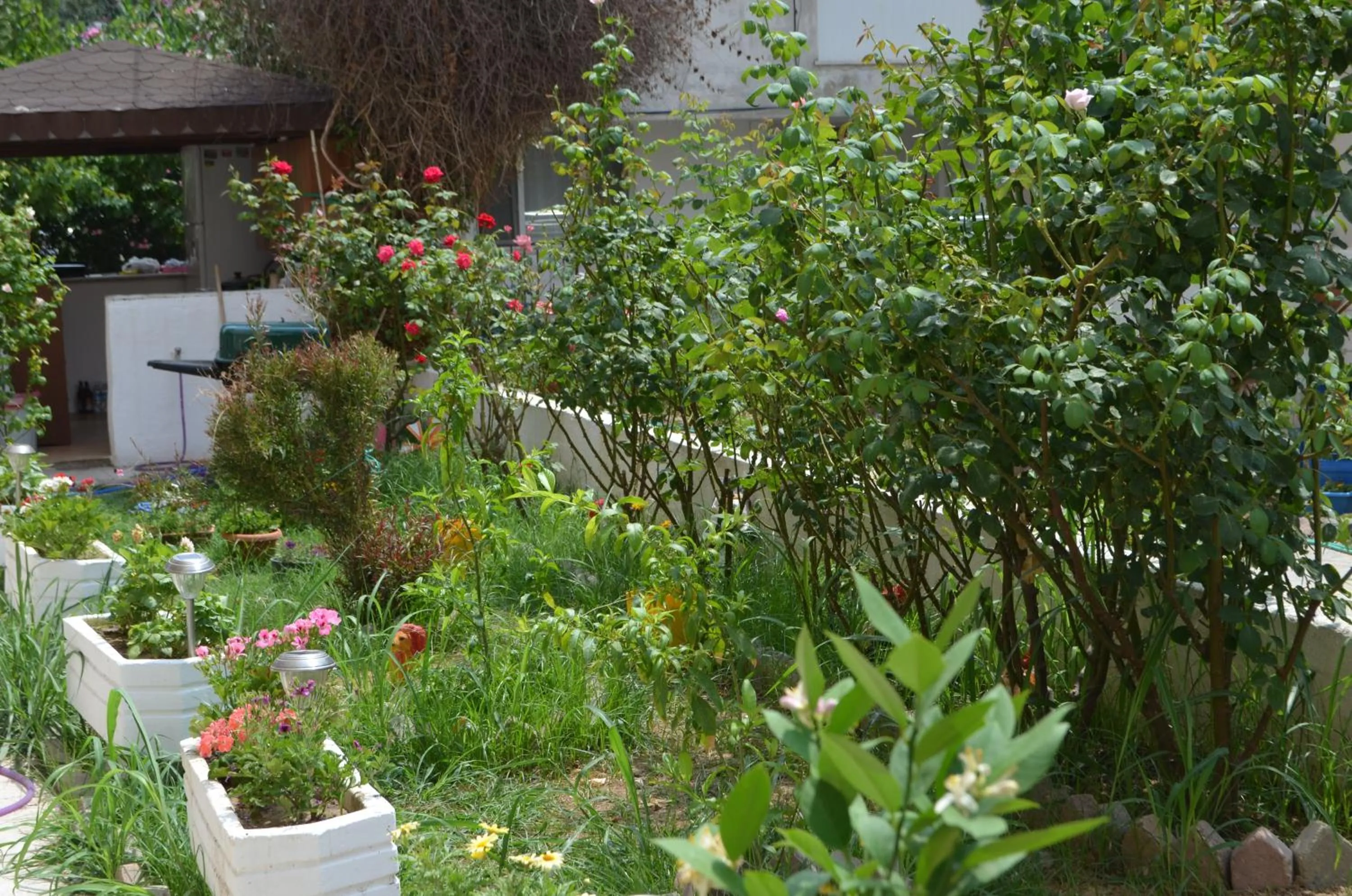 Garden in Ahmeda Apart Hotel