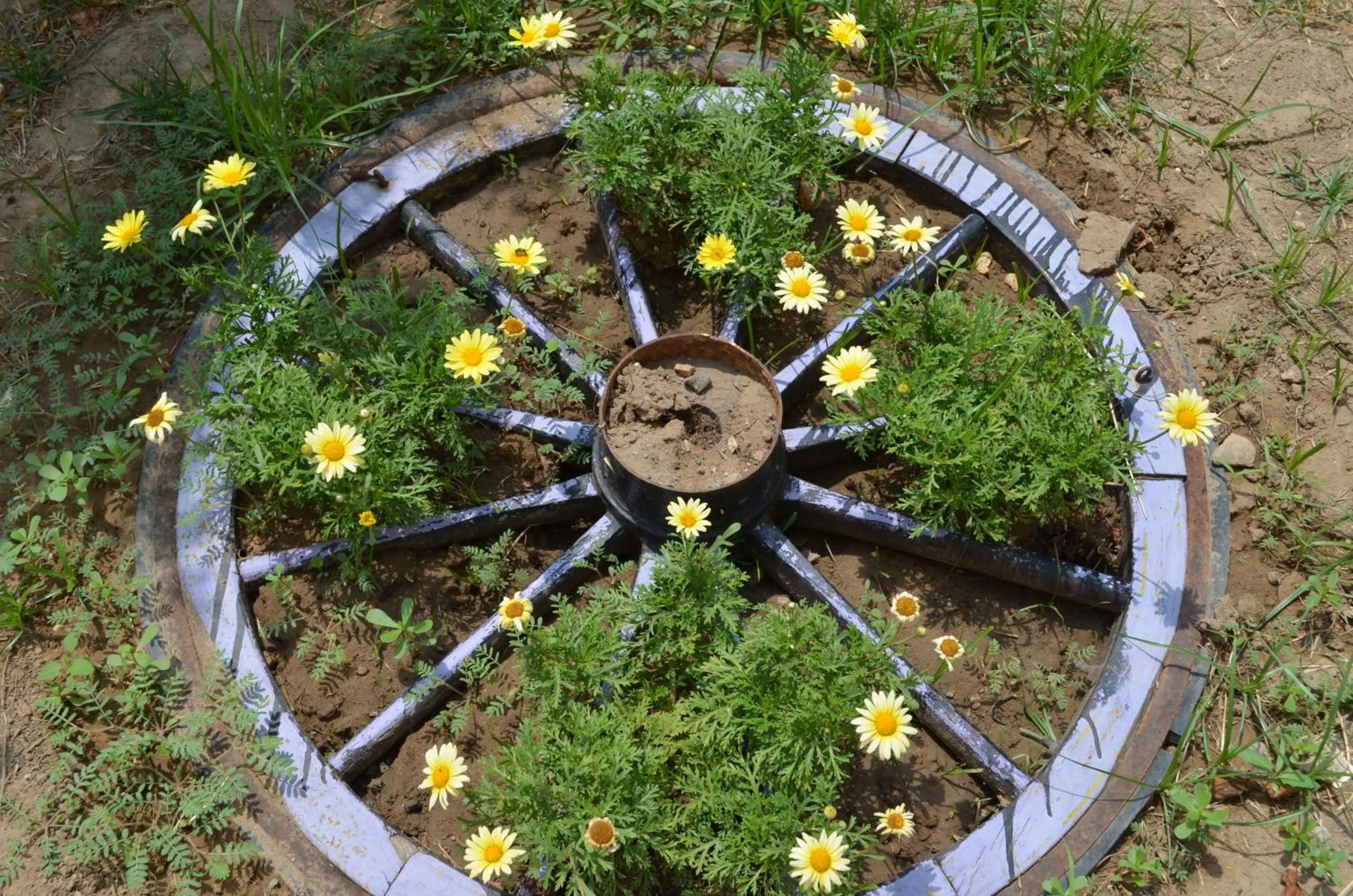 Garden in Ahmeda Apart Hotel