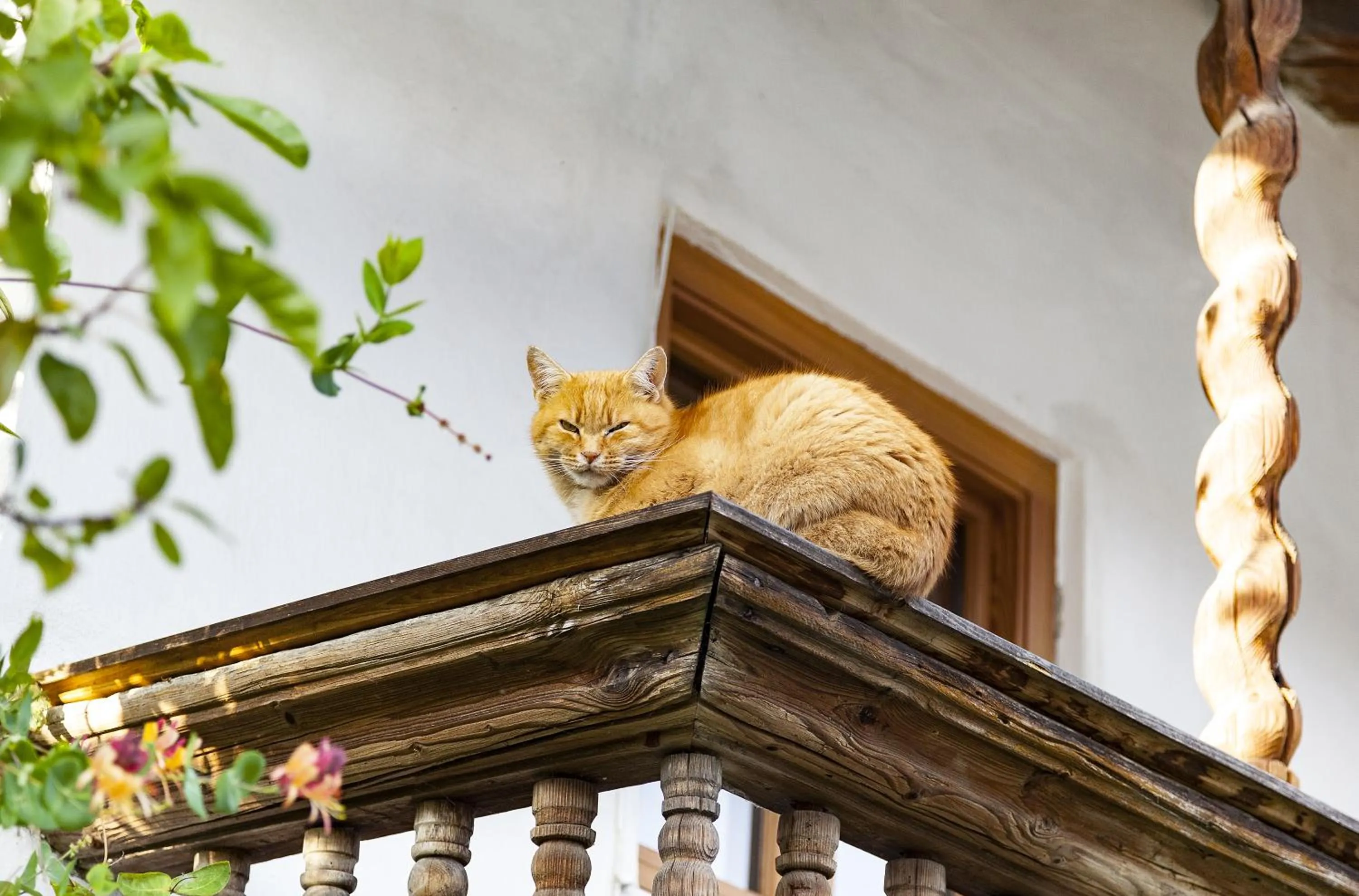 Area and facilities in Landgasthof Karner