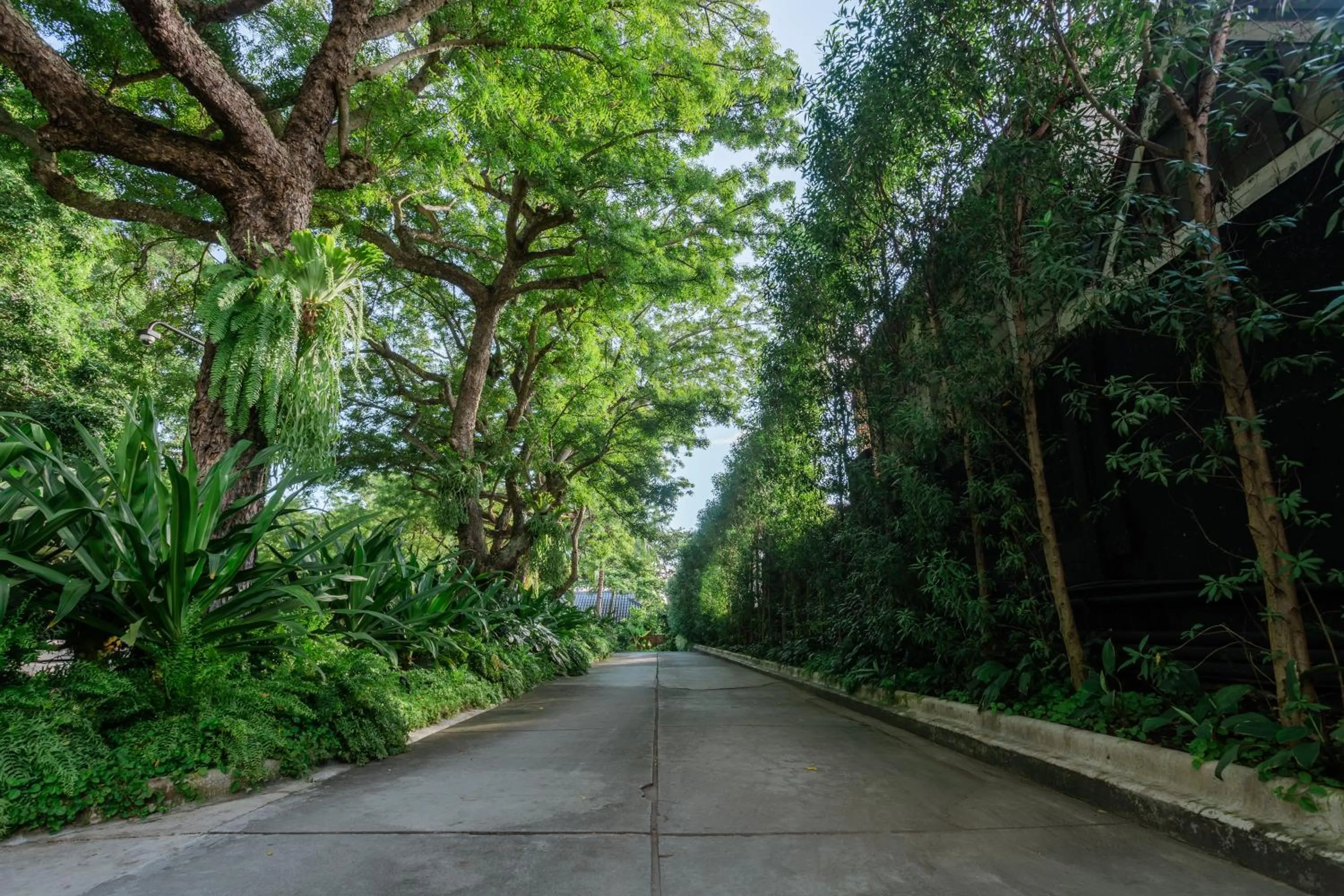 Natural landscape in The Henry Resort Dumaguete