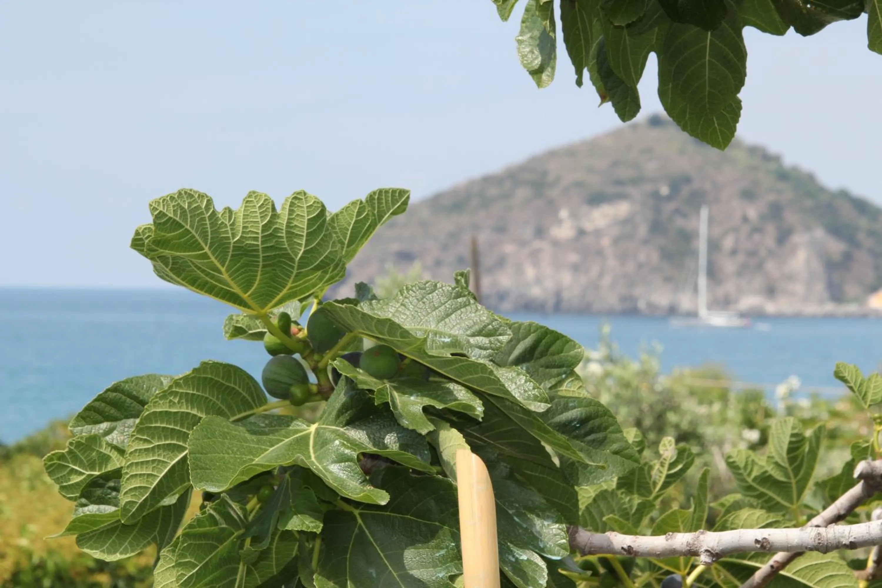 View (from property/room) in Hotel Maronti