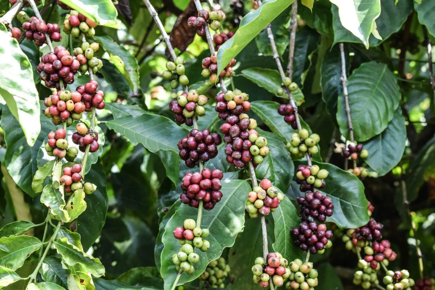 Natural landscape in Grassroots Wayanad, Valley-view Tents