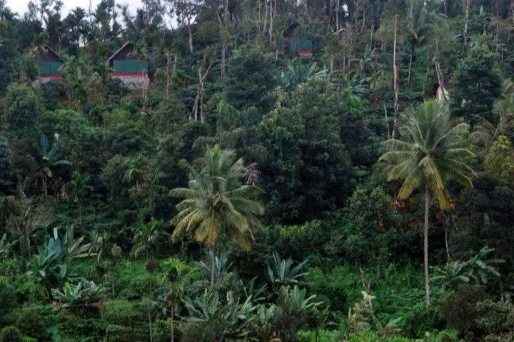 Garden view in Grassroots Wayanad, Valley-view Tents