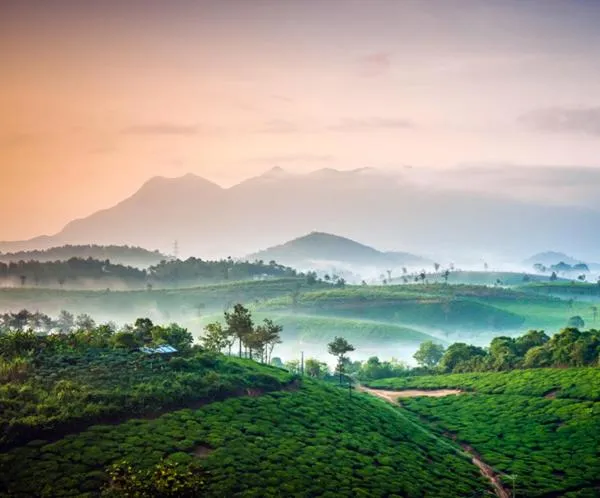 Mountain view in Grassroots Wayanad, Valley-view Tents