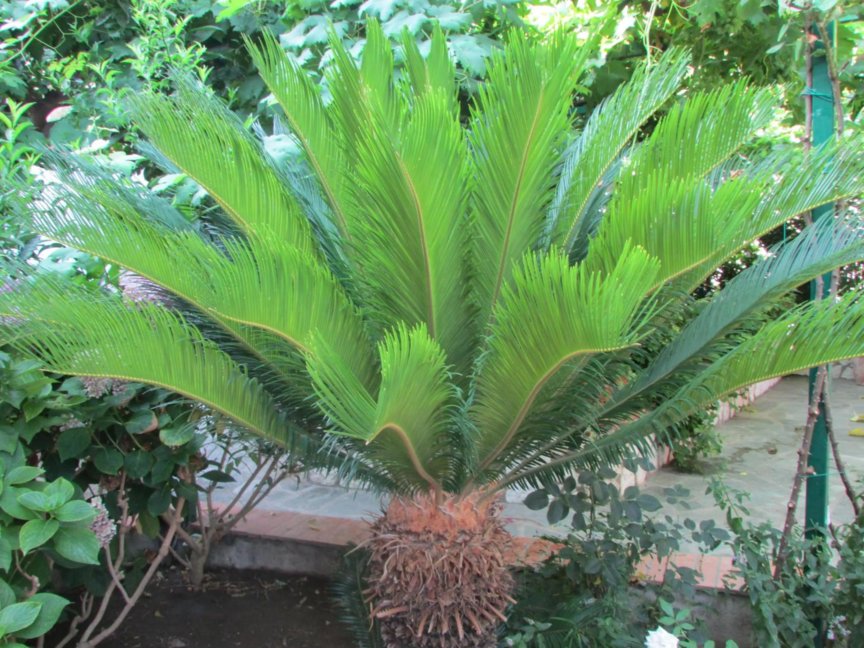 Garden in Casa Palazzo a Mare