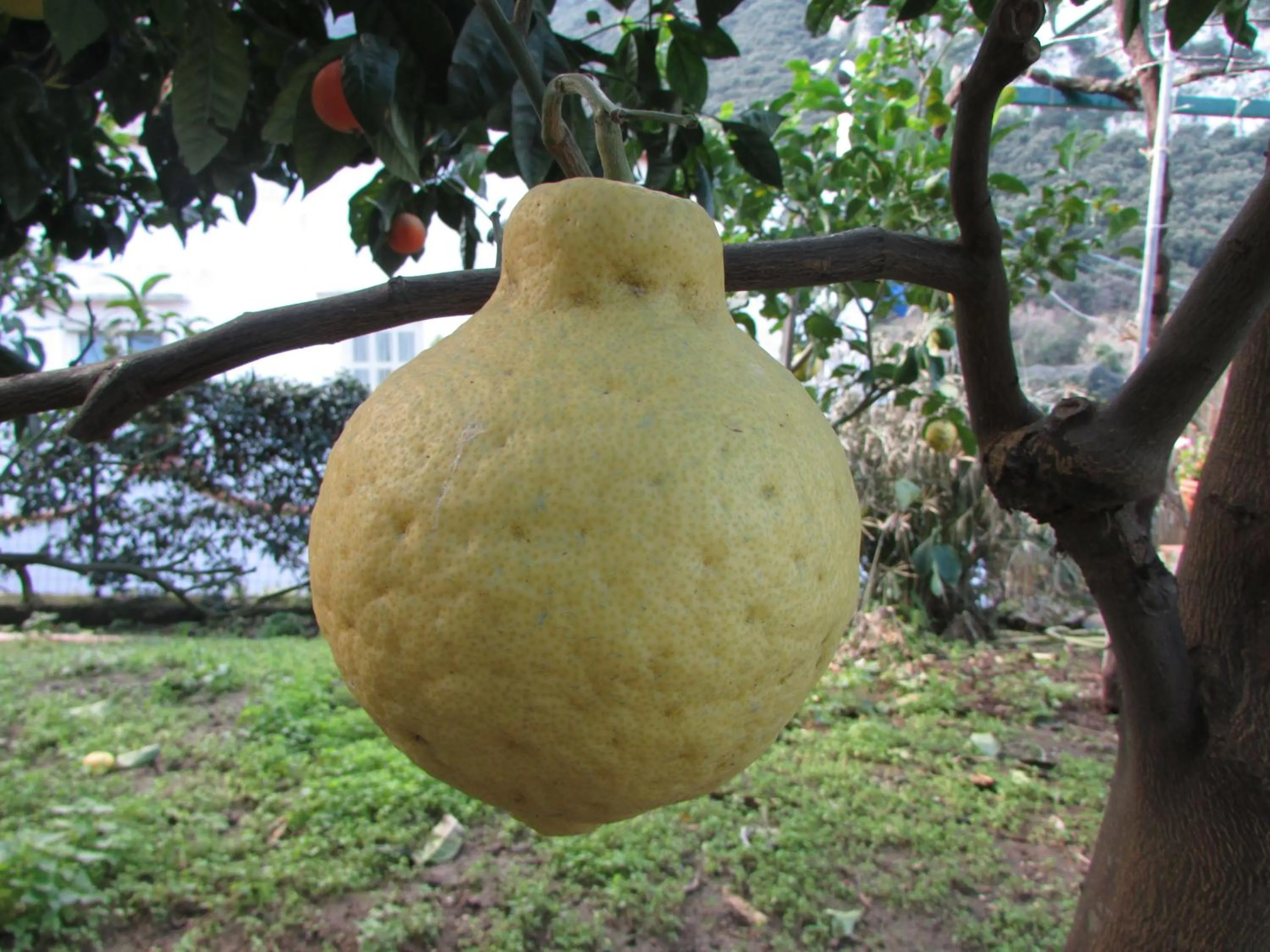 Garden in Casa Palazzo a Mare