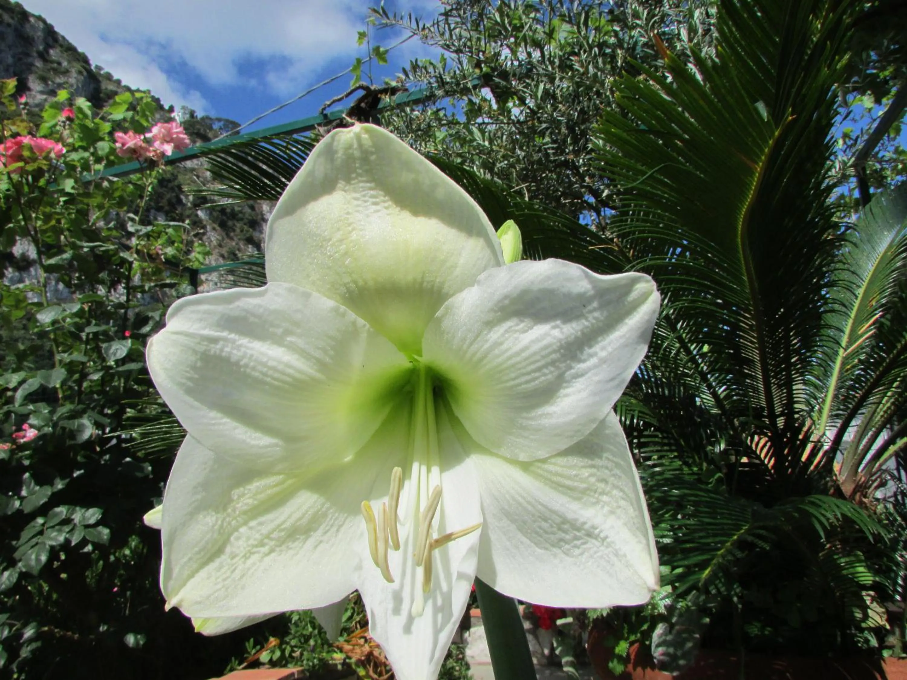 Garden in Casa Palazzo a Mare
