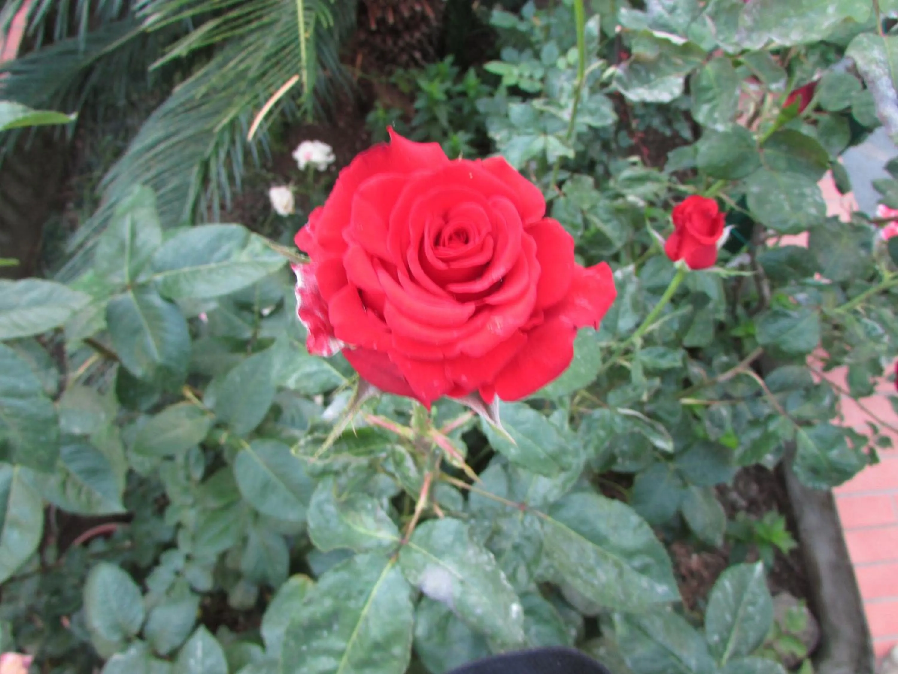 Garden in Casa Palazzo a Mare