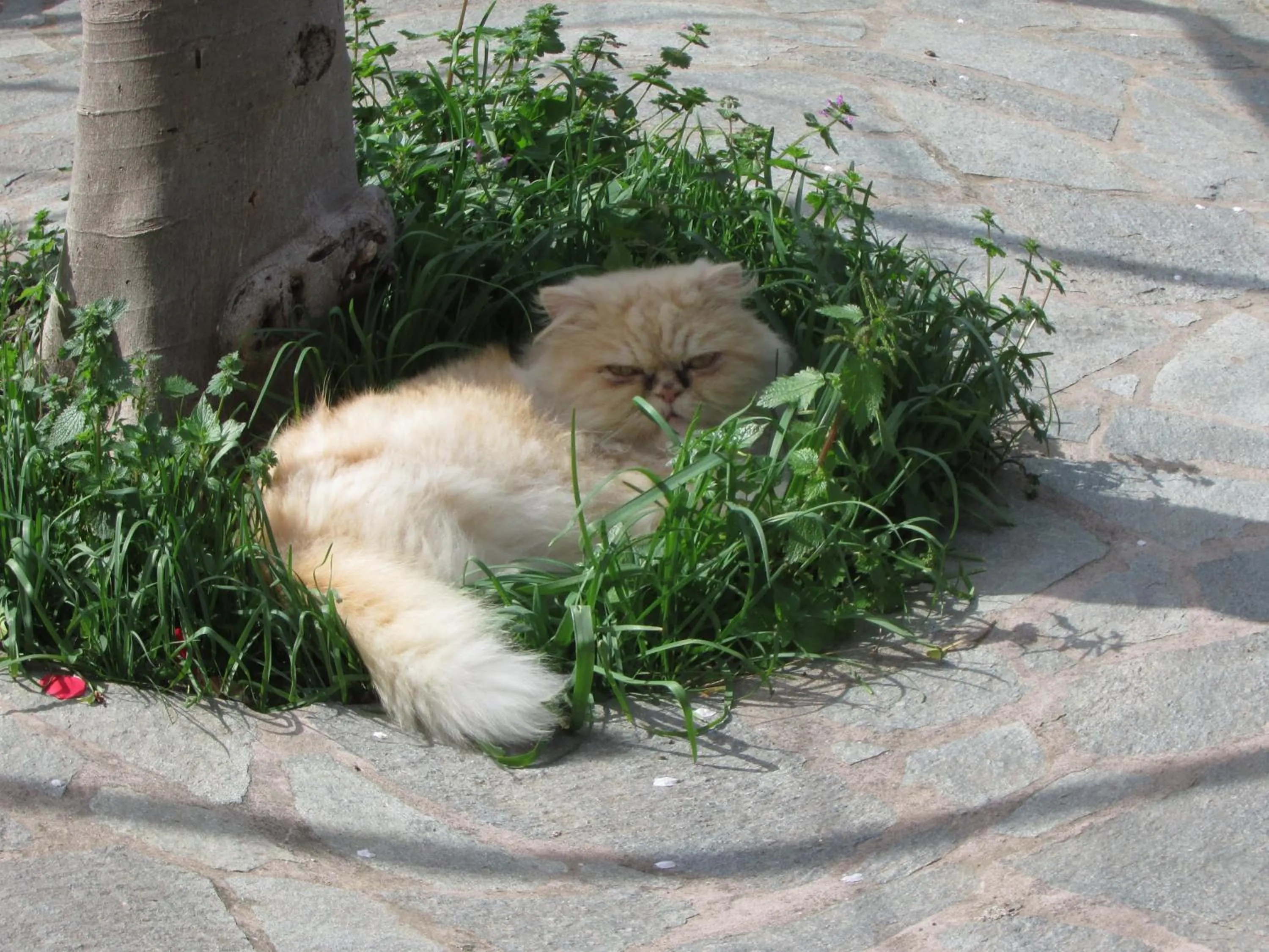 Pets in Casa Palazzo a Mare