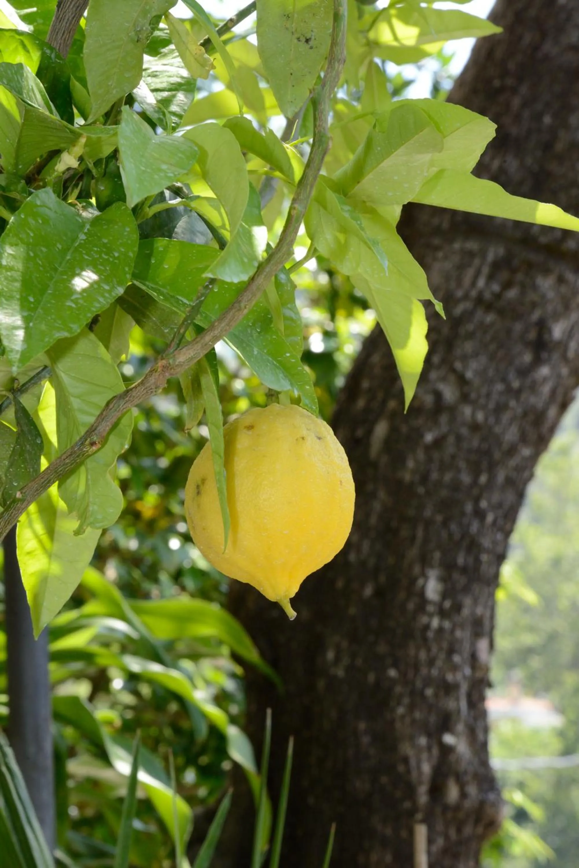 Garden in B&B Maria Grazia