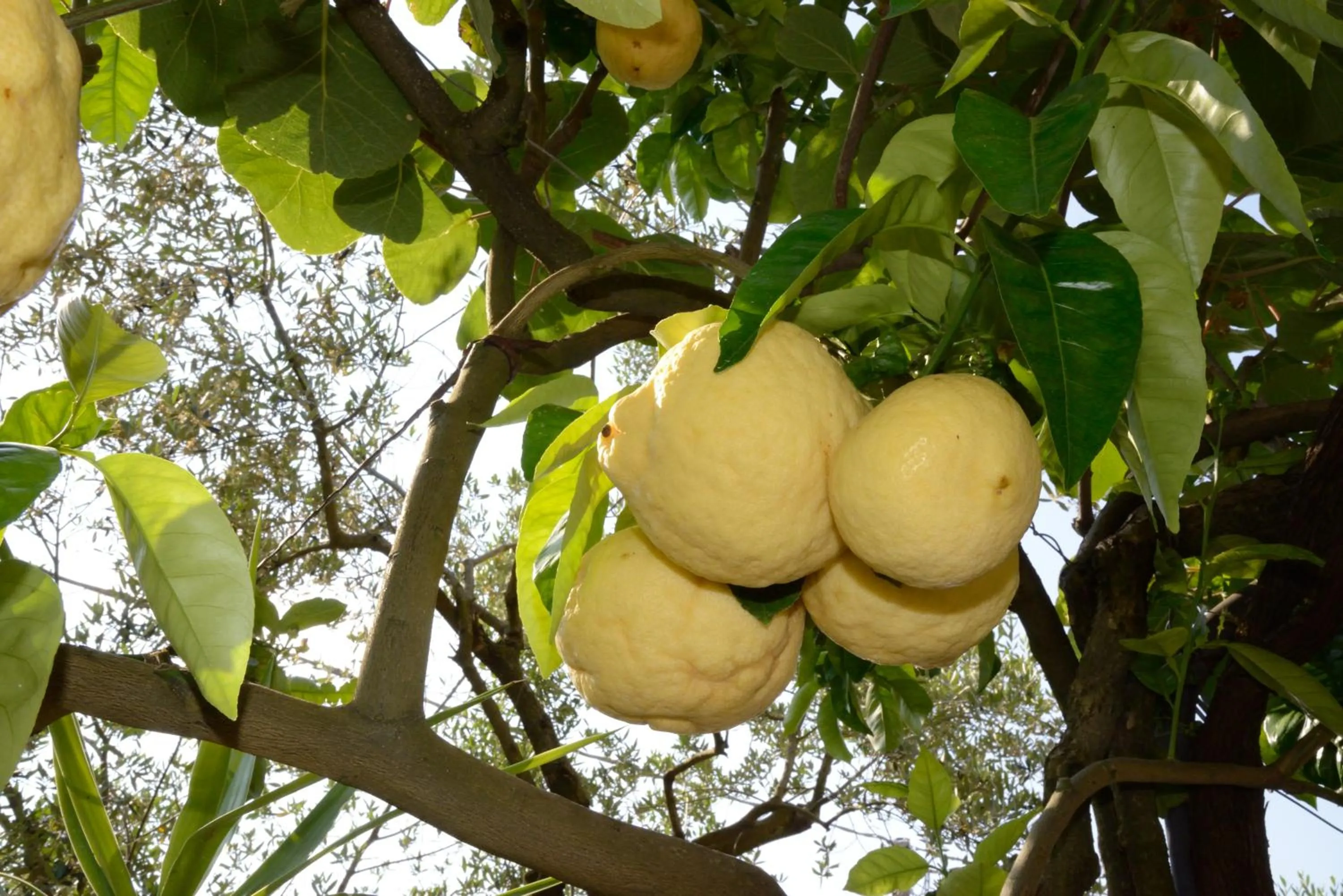 Garden in B&B Maria Grazia
