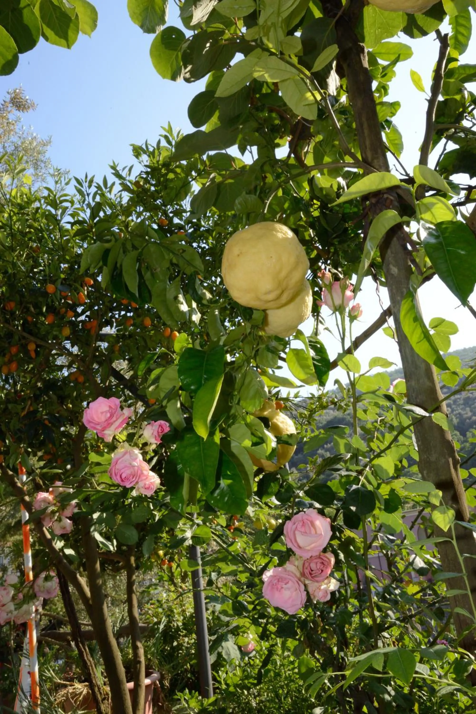 Garden in B&B Maria Grazia