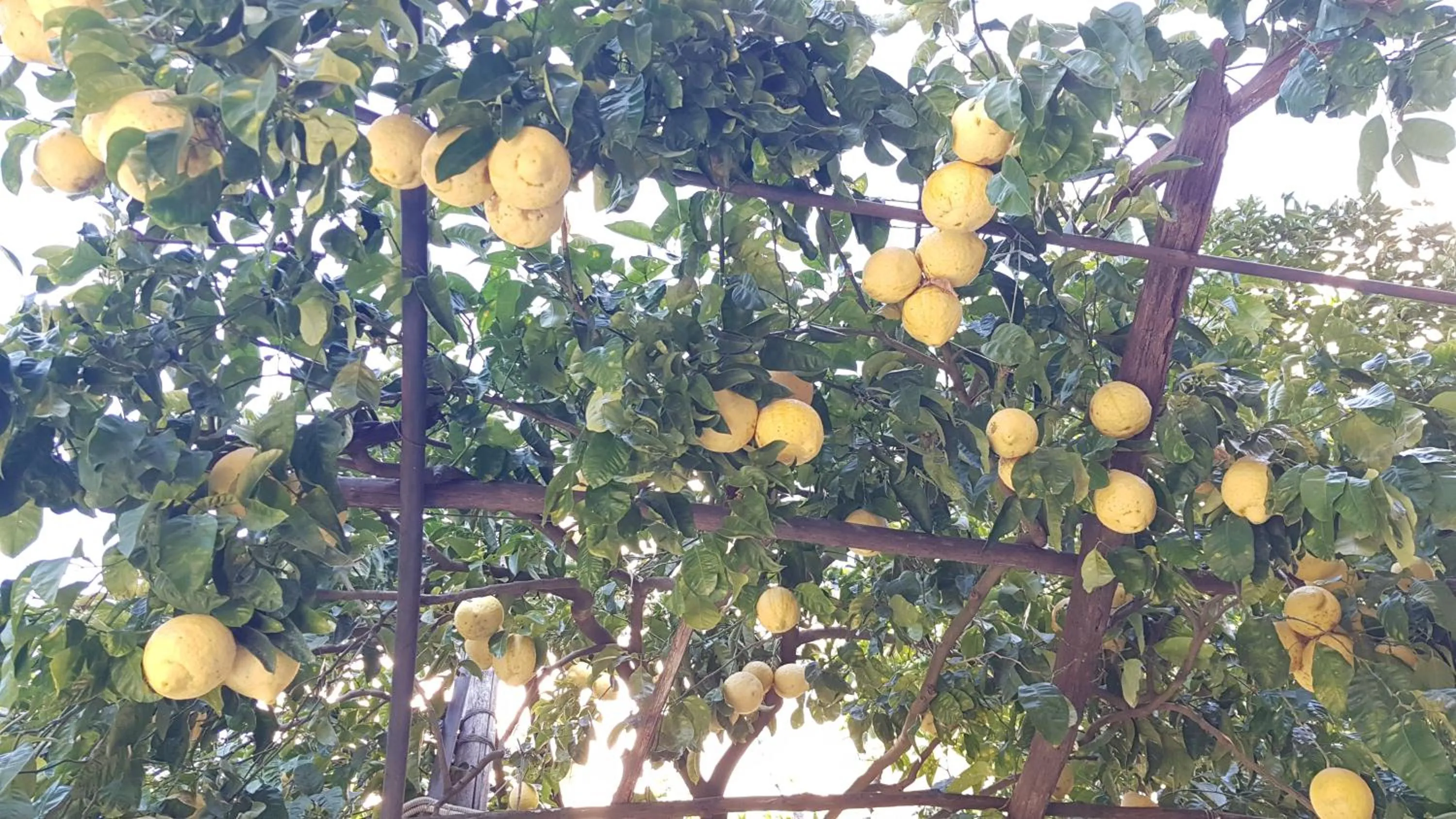 Garden in B&B Maria Grazia