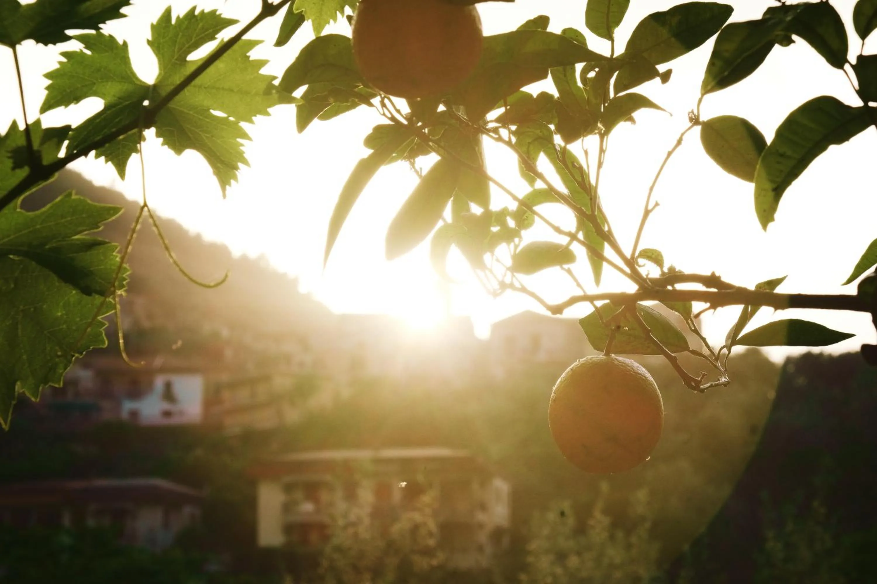Natural landscape in B&B Maria Grazia
