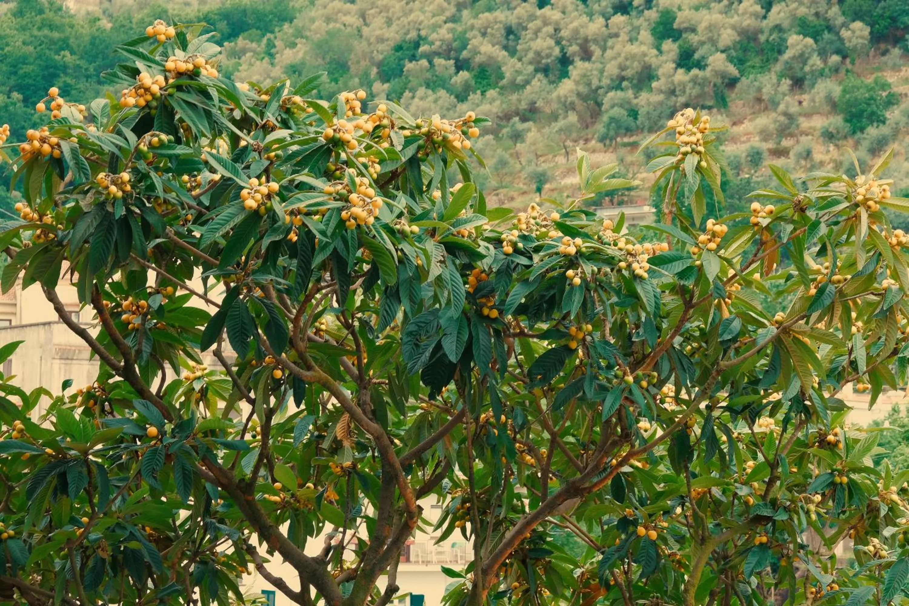 Natural landscape in B&B Maria Grazia
