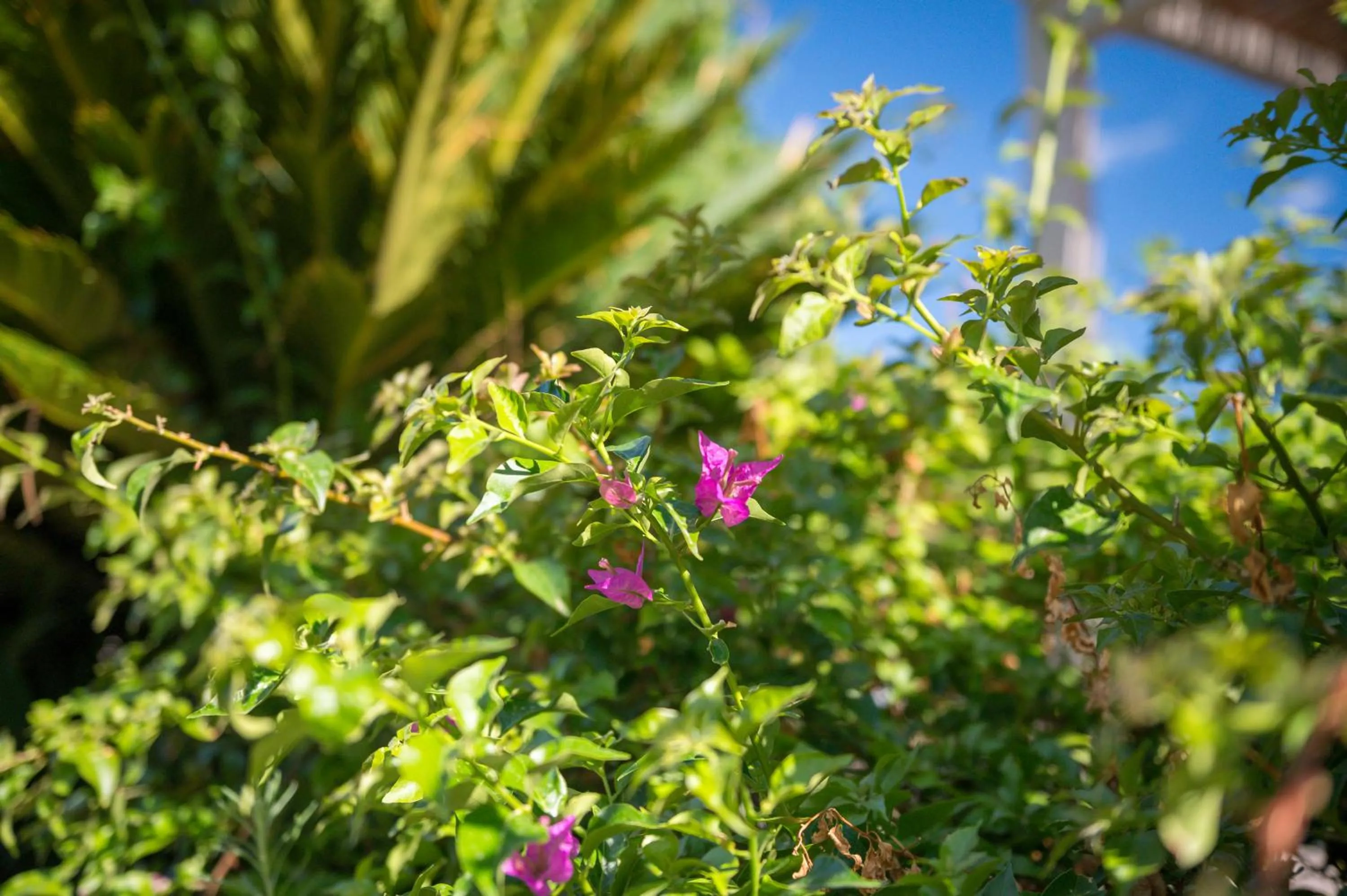Garden in Terra Dei Limoni