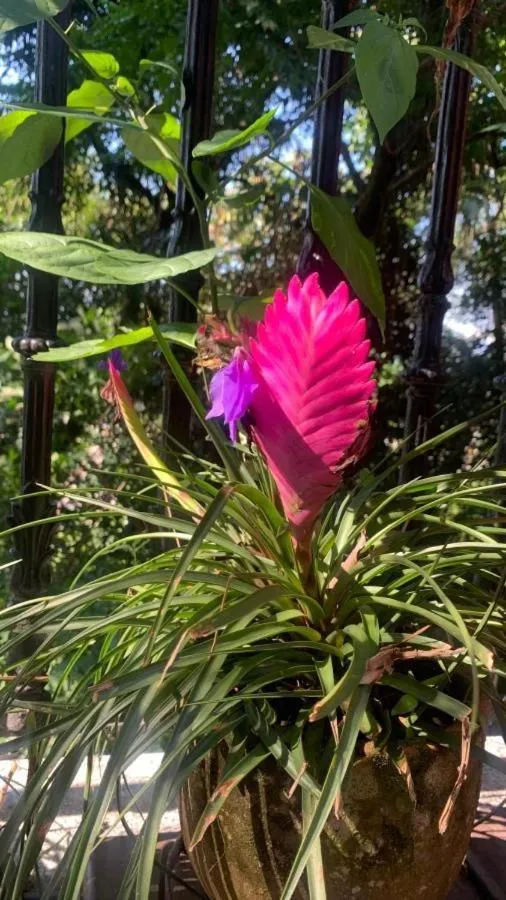 Santa Teresa Junto à Natureza