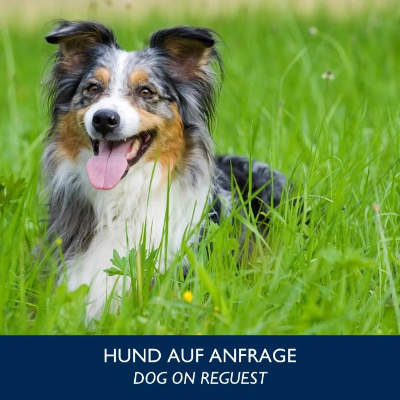 pet friendly in Radisson Blu Park Hotel & Conference Centre