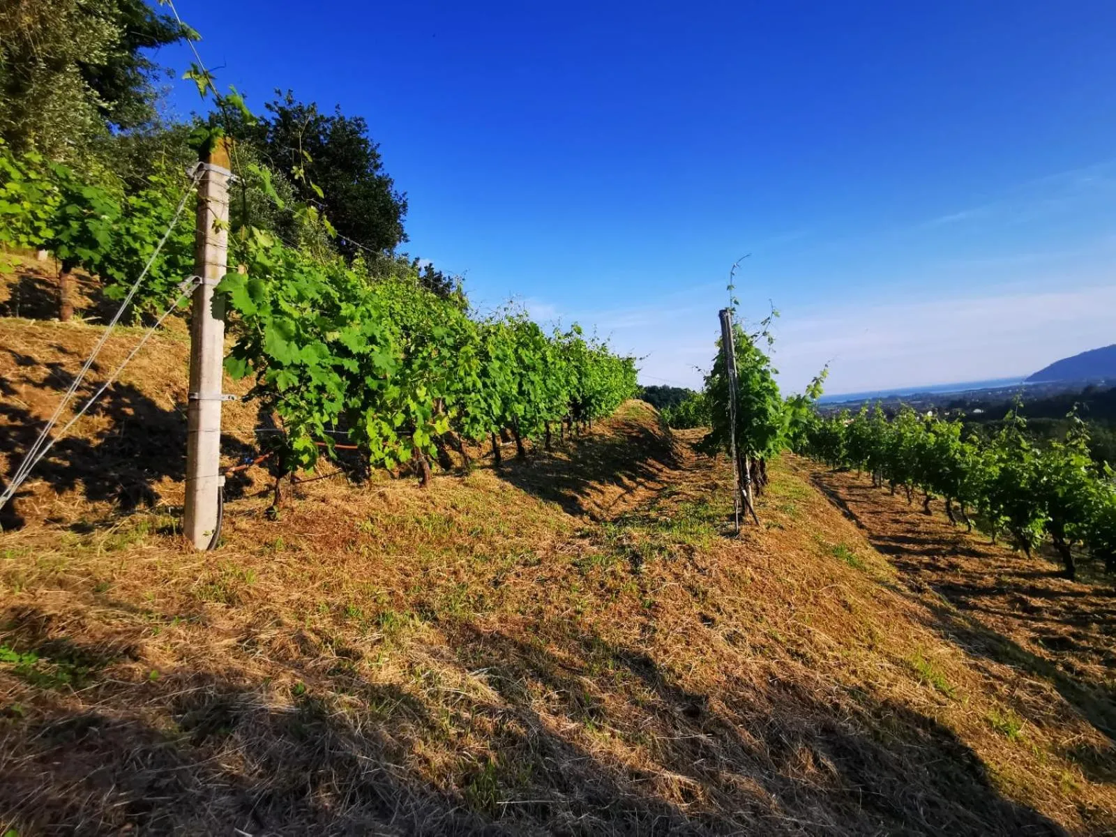 Agriturismo La Carreccia