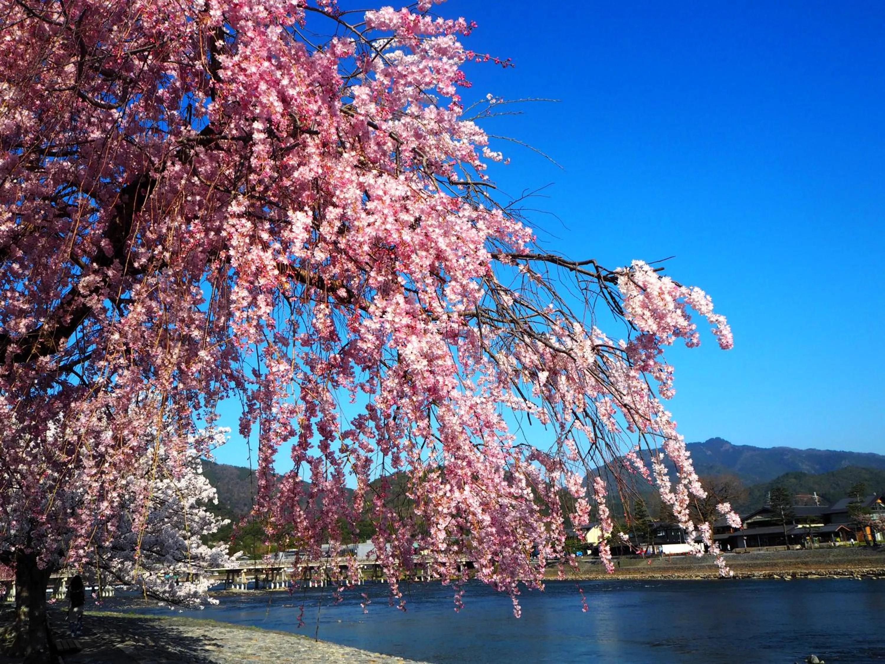 Nearby landmark in Muni Kyoto