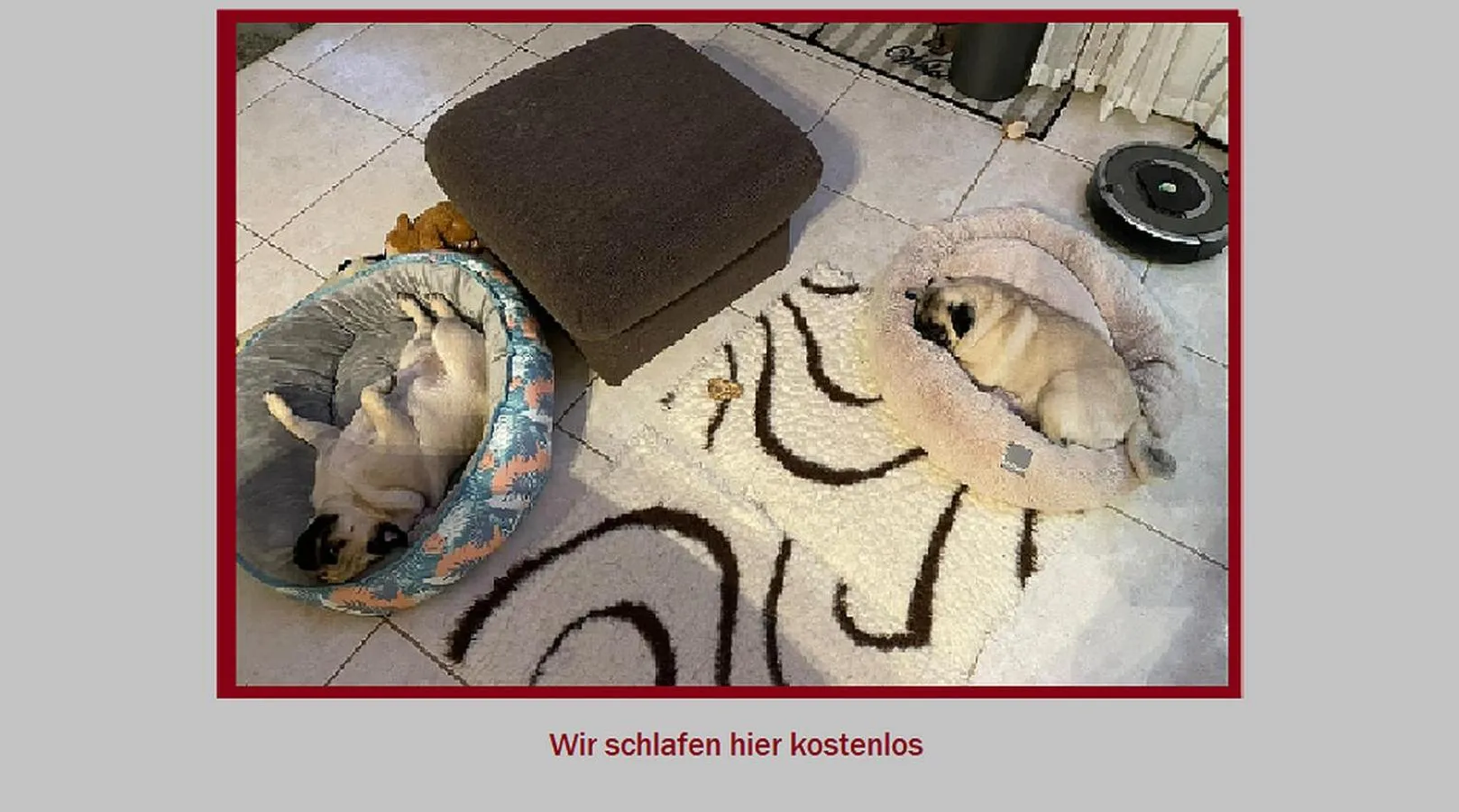 pet friendly in Stadt-gut-Hotel Rheinischer Hof