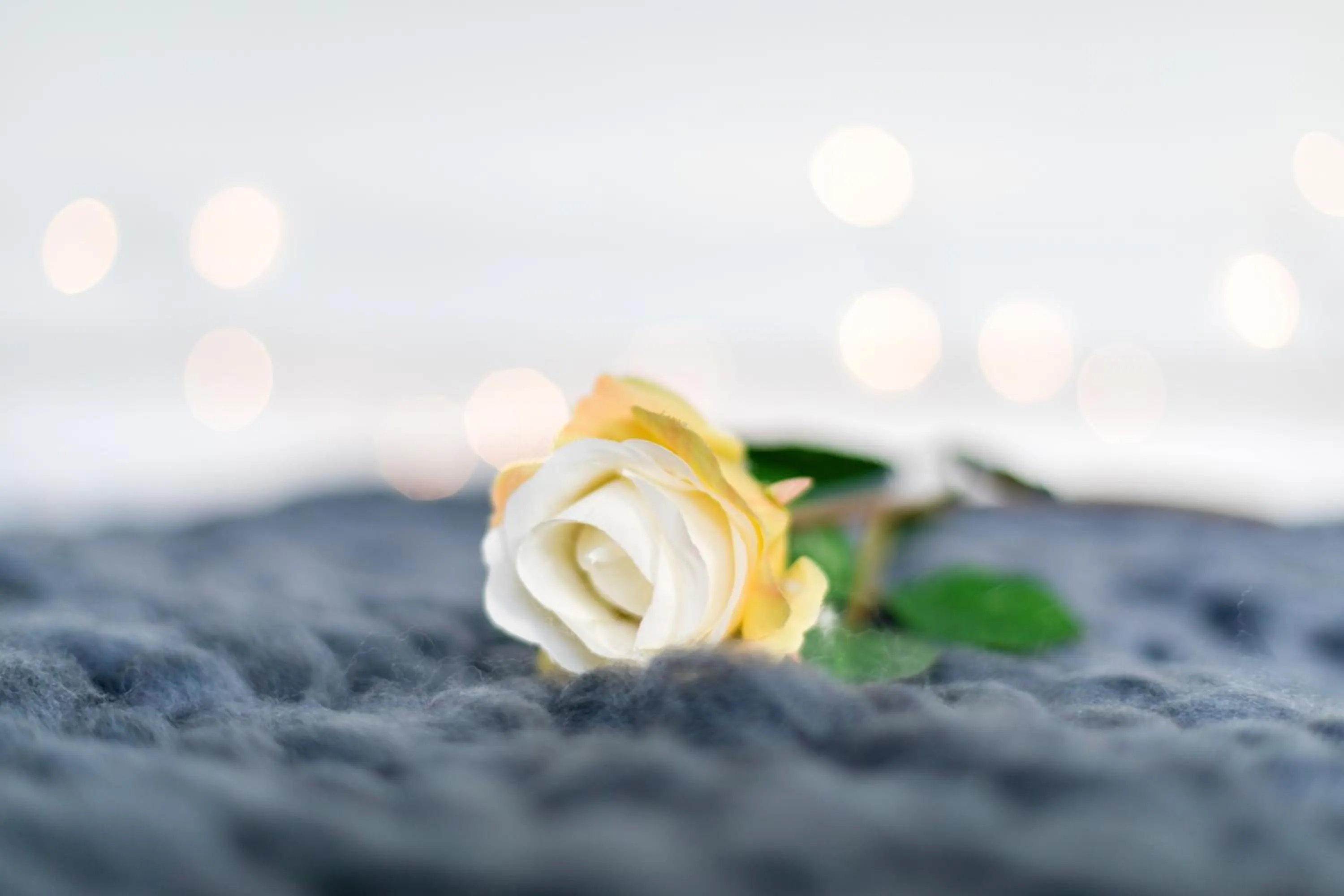 The Hollywood - Beautiful 3 Bedroom House