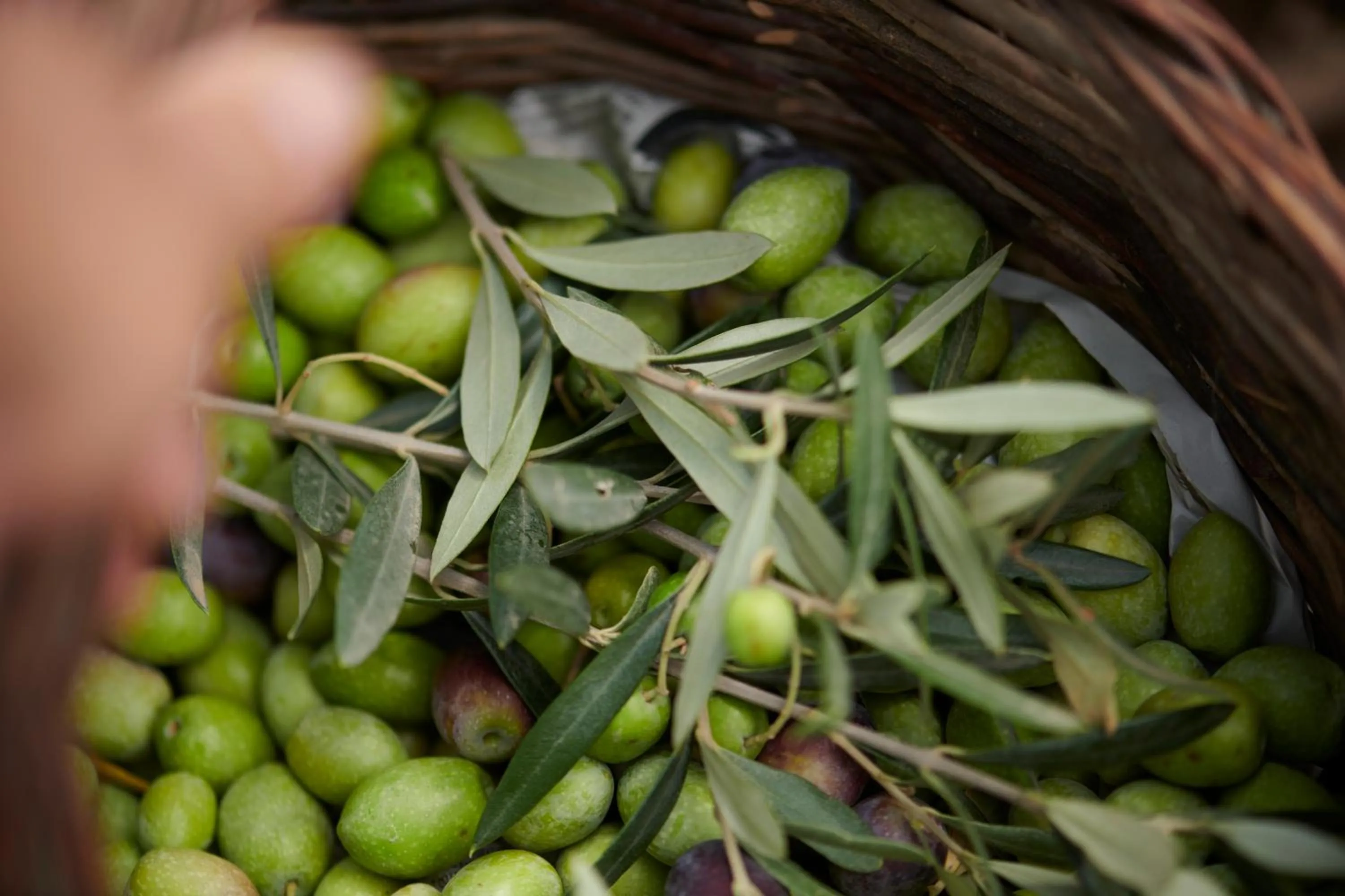 Food in Cascioni Eco Retreat